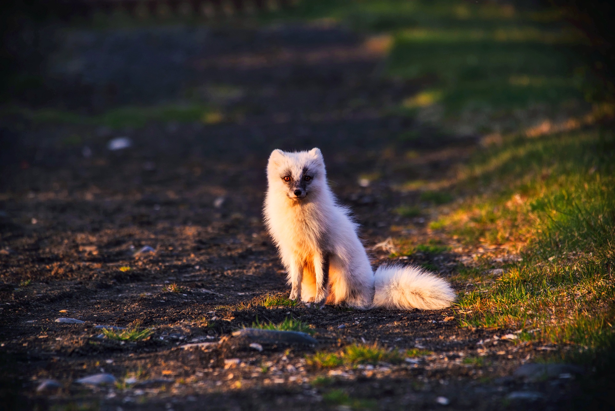 Download mobile wallpaper Dogs, Fox, Animal, Arctic Fox, Stare for free.
