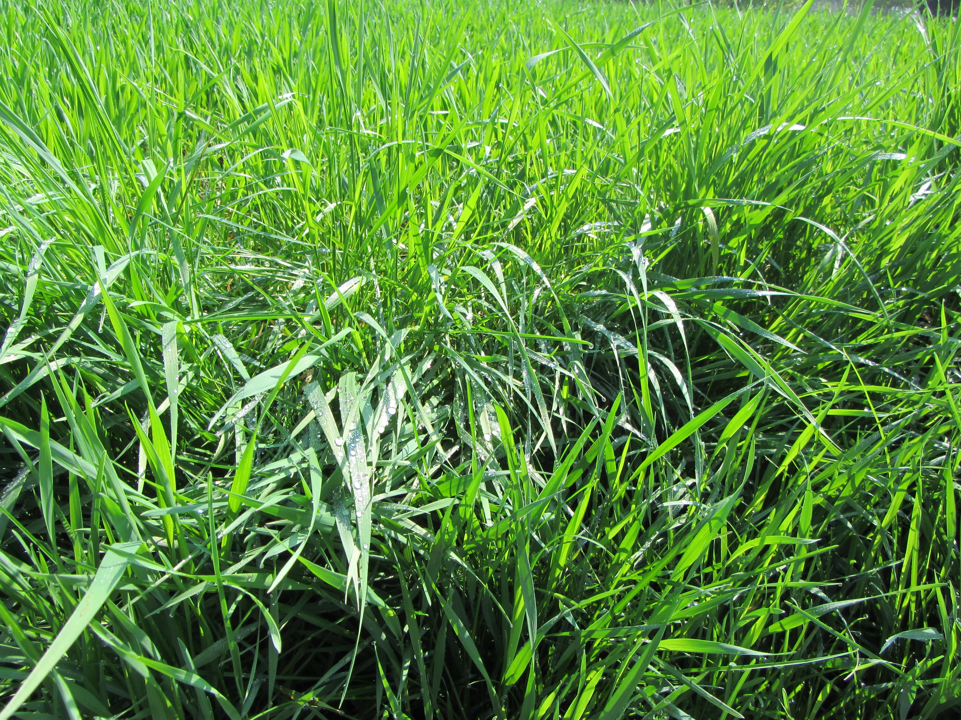 Laden Sie das Grass, Tau, Natur-Bild kostenlos auf Ihren PC-Desktop herunter