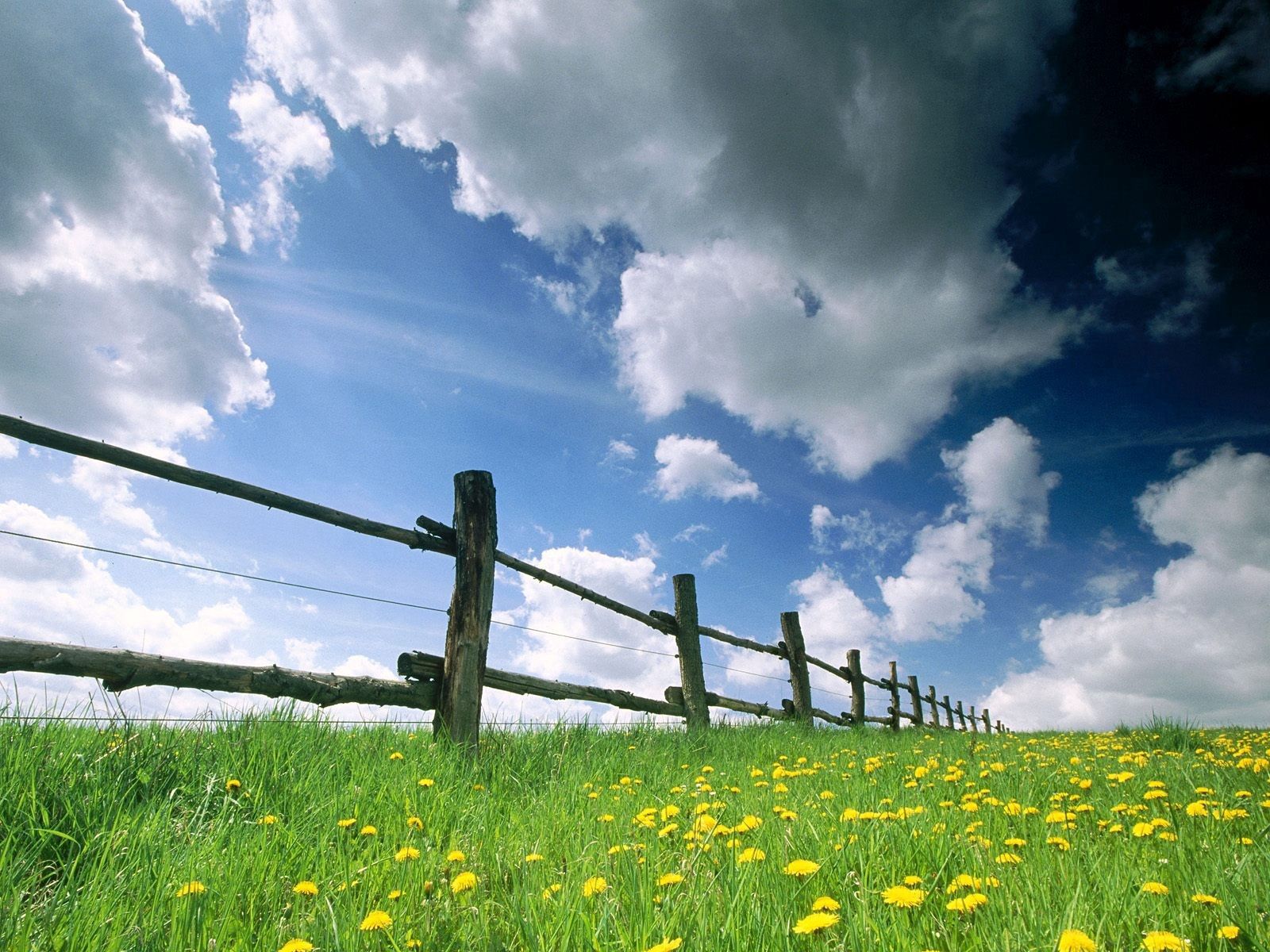 nature, flowers, sky, dandelions, clouds, fence, meadow