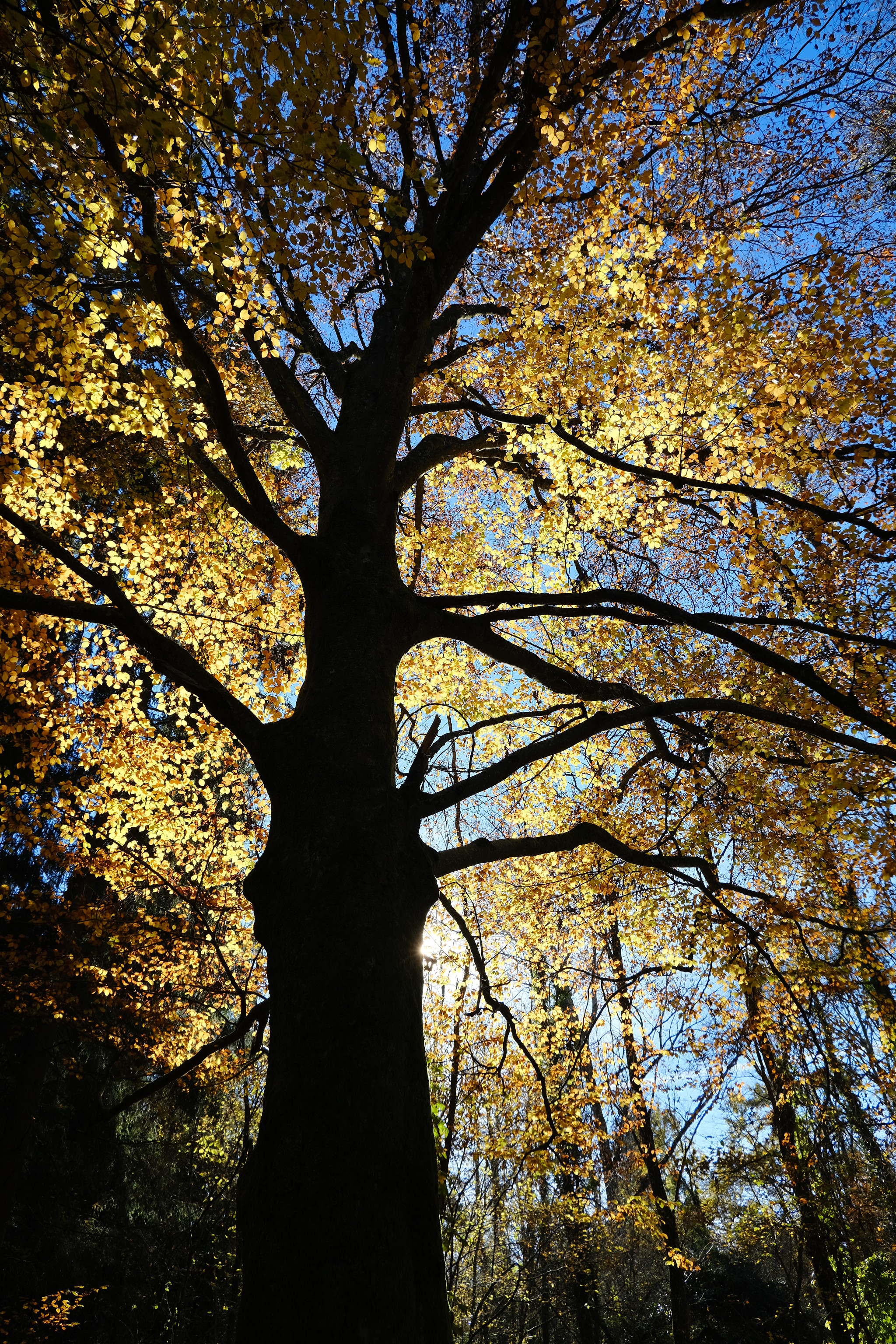 Скачать картинку Дерево, Природа, Ветки, Свет, Листья, Силуэт в телефон бесплатно.