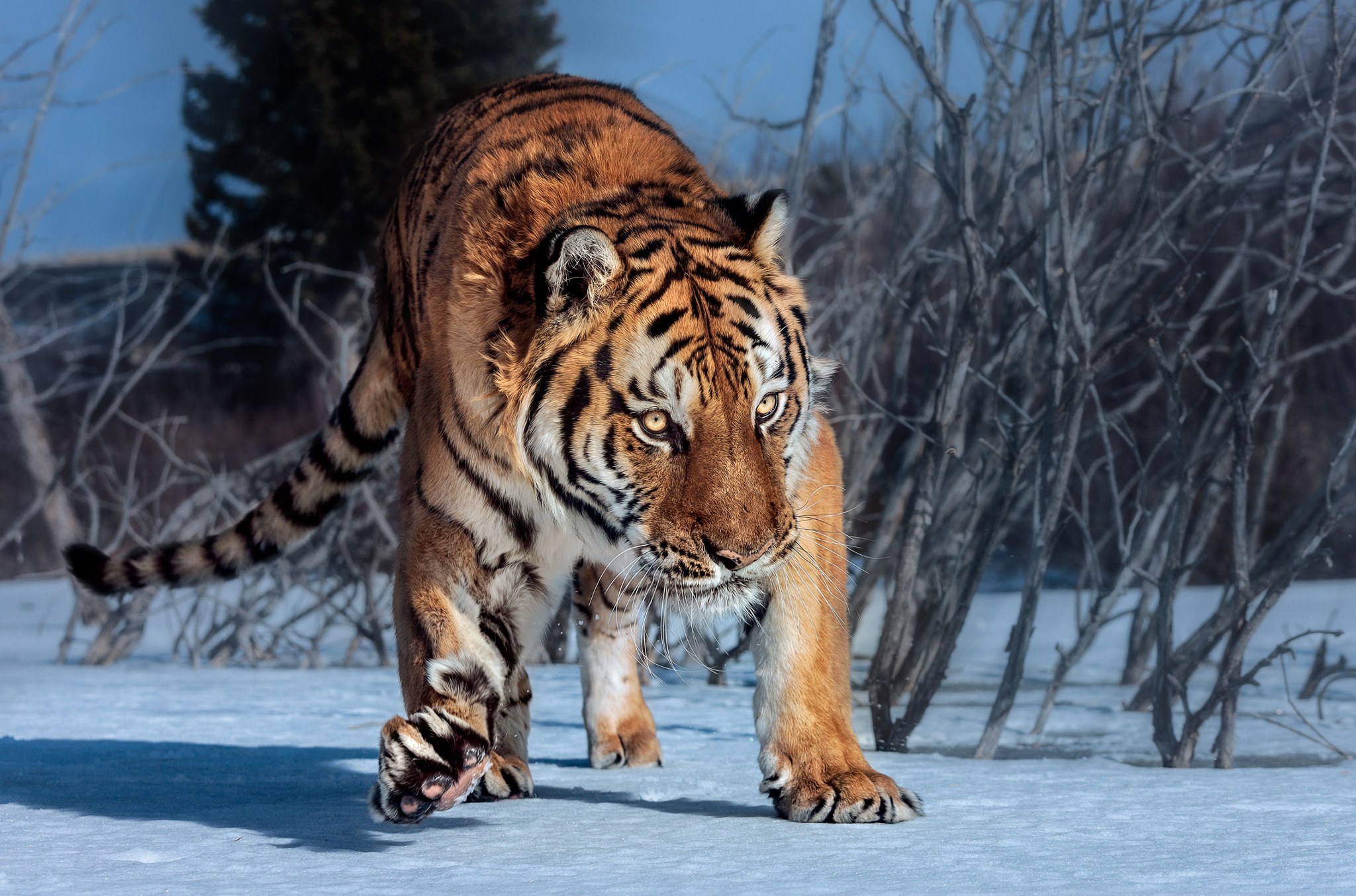 Baixe gratuitamente a imagem Animais, Gatos, Tigre na área de trabalho do seu PC