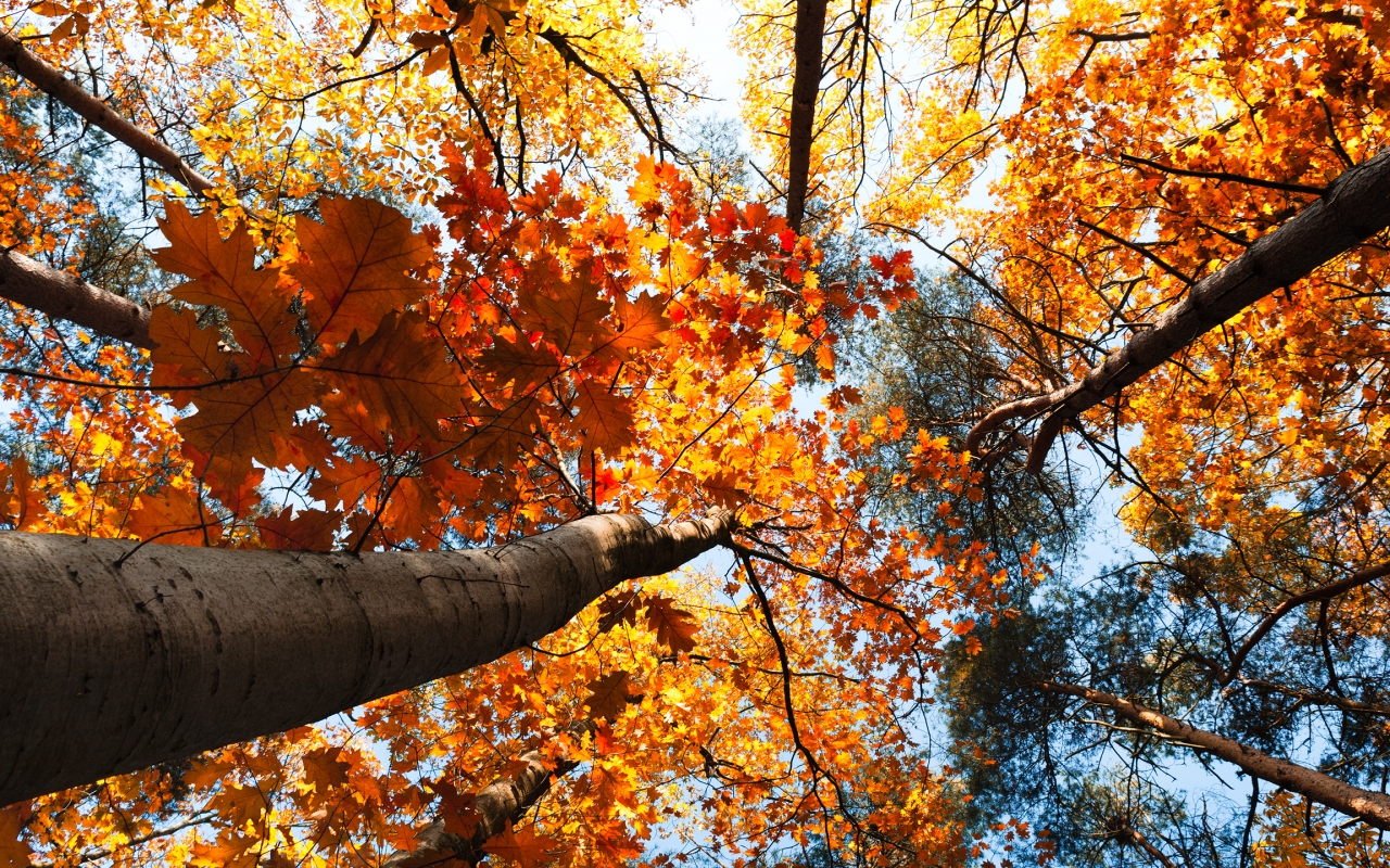 Téléchargez gratuitement l'image Arbre, Terre/nature sur le bureau de votre PC