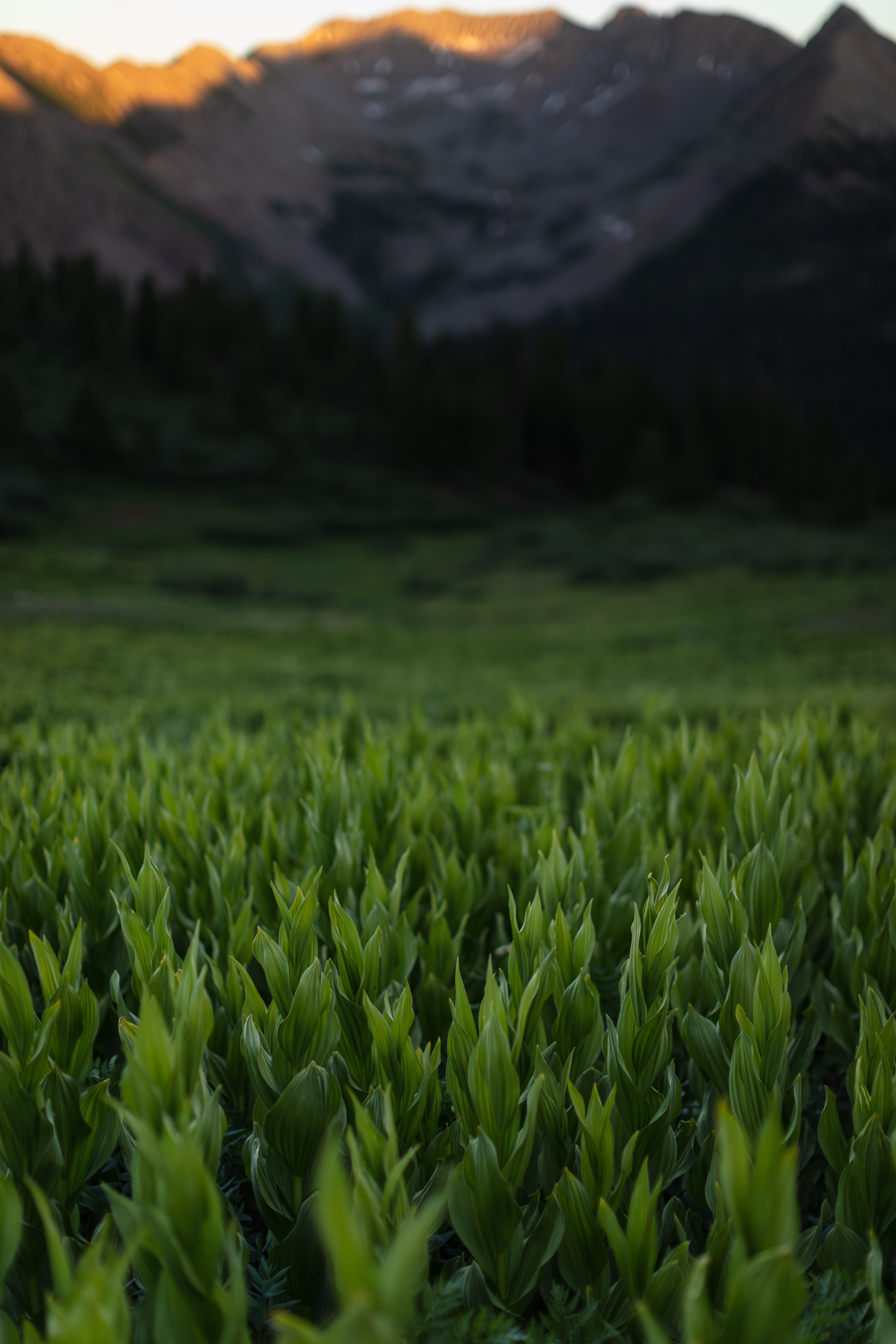 Download mobile wallpaper Leaves, Grass, Mountains, Plants, Nature for free.