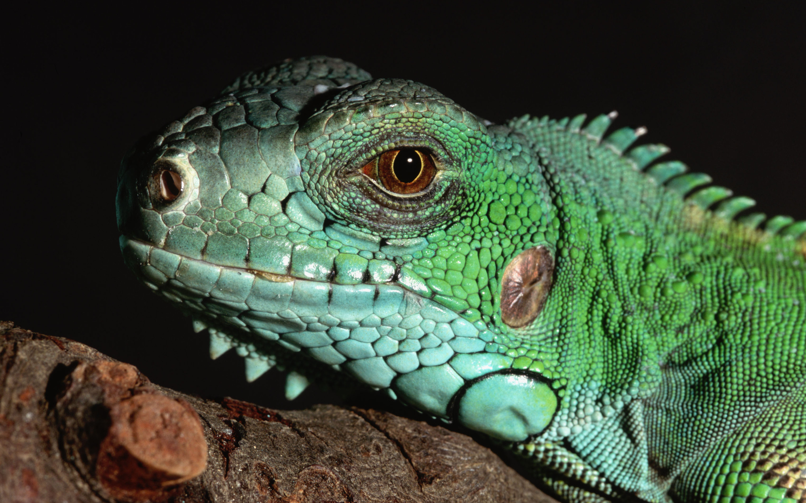 PCデスクトップに動物, 爬虫類, イグアナ画像を無料でダウンロード