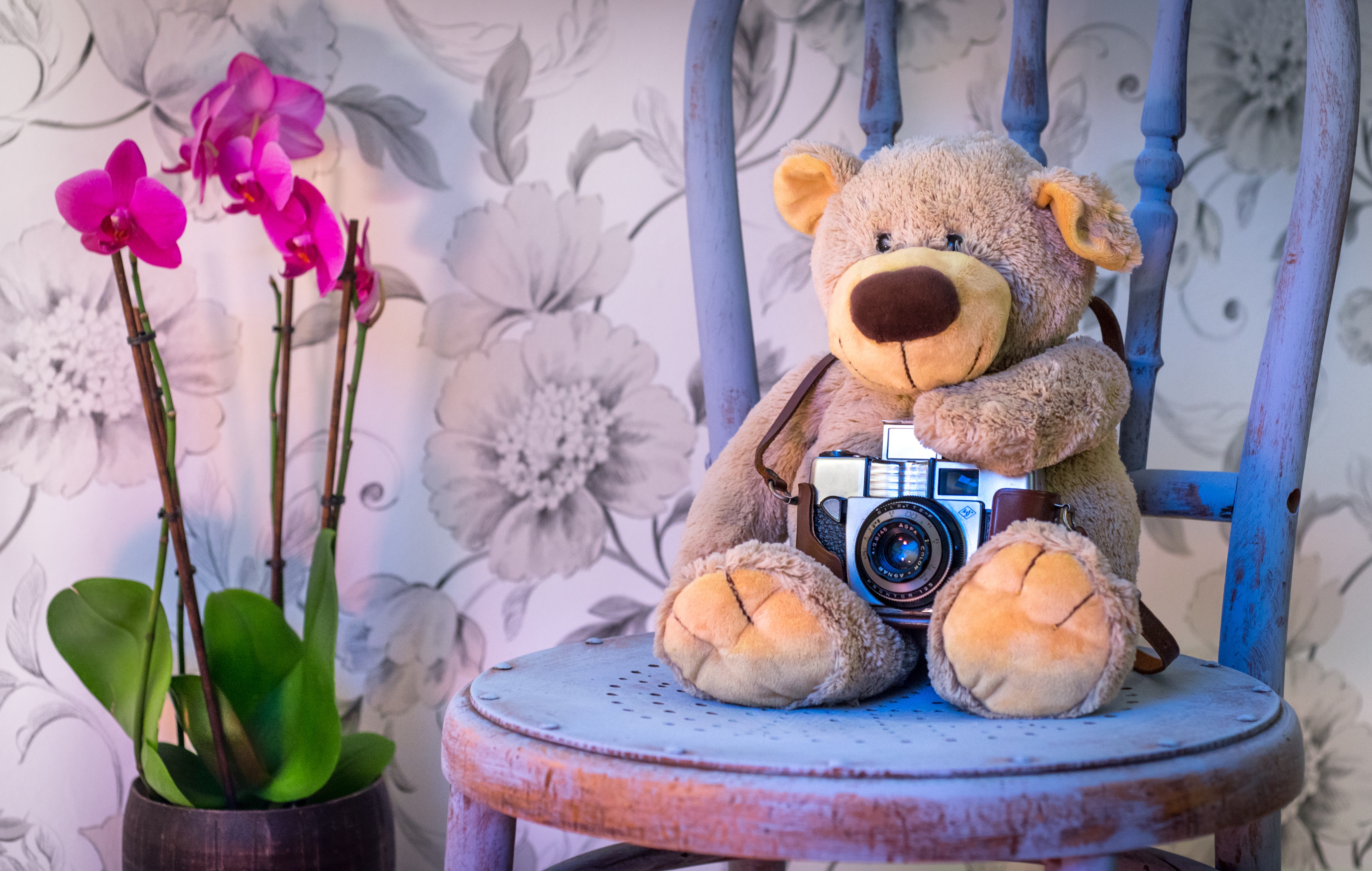 Handy-Wallpaper Teddybär, Blume, Stuhl, Kamera, Menschengemacht, Stillleben, Kuscheltier kostenlos herunterladen.