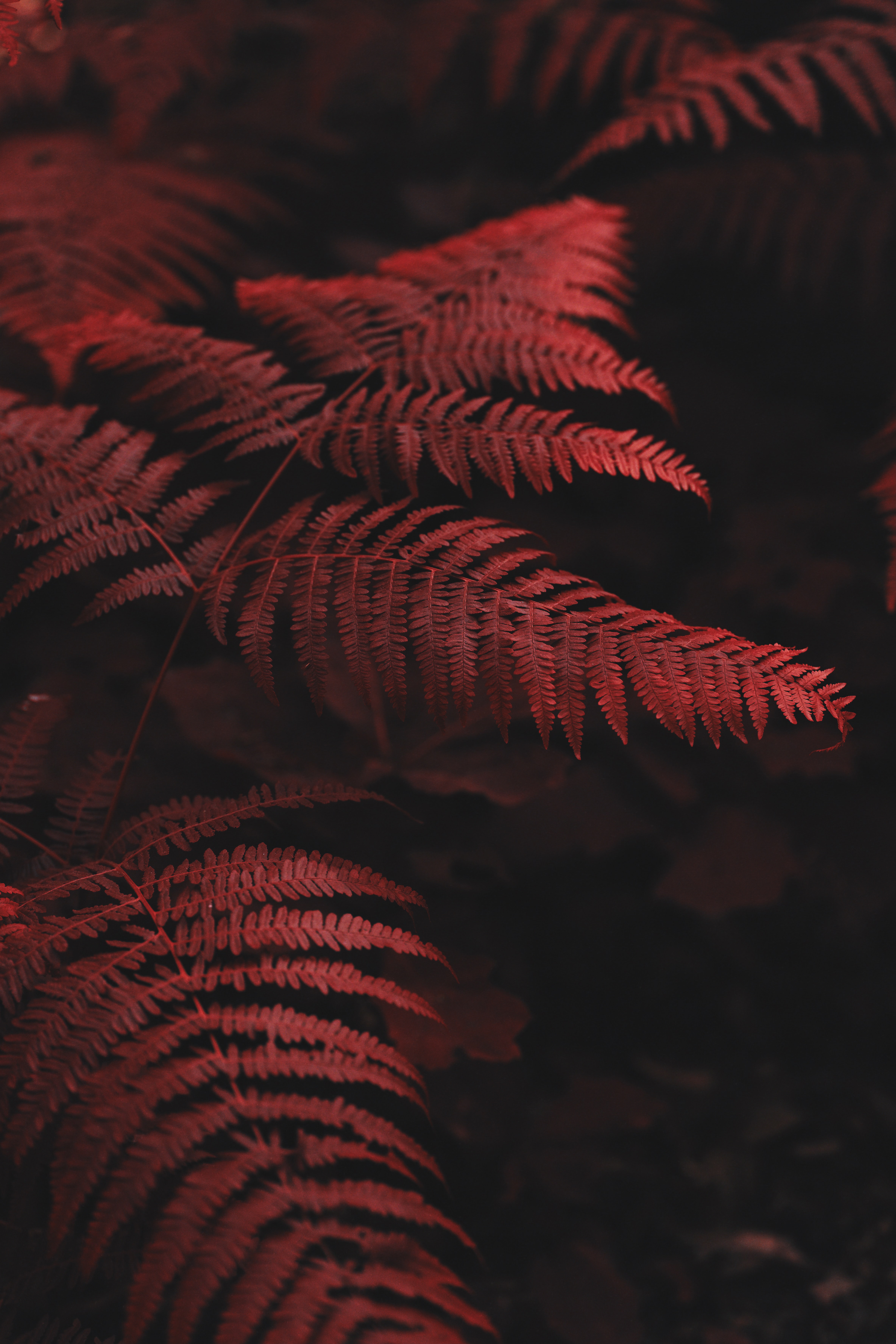 fern, leaves, red, macro phone wallpaper