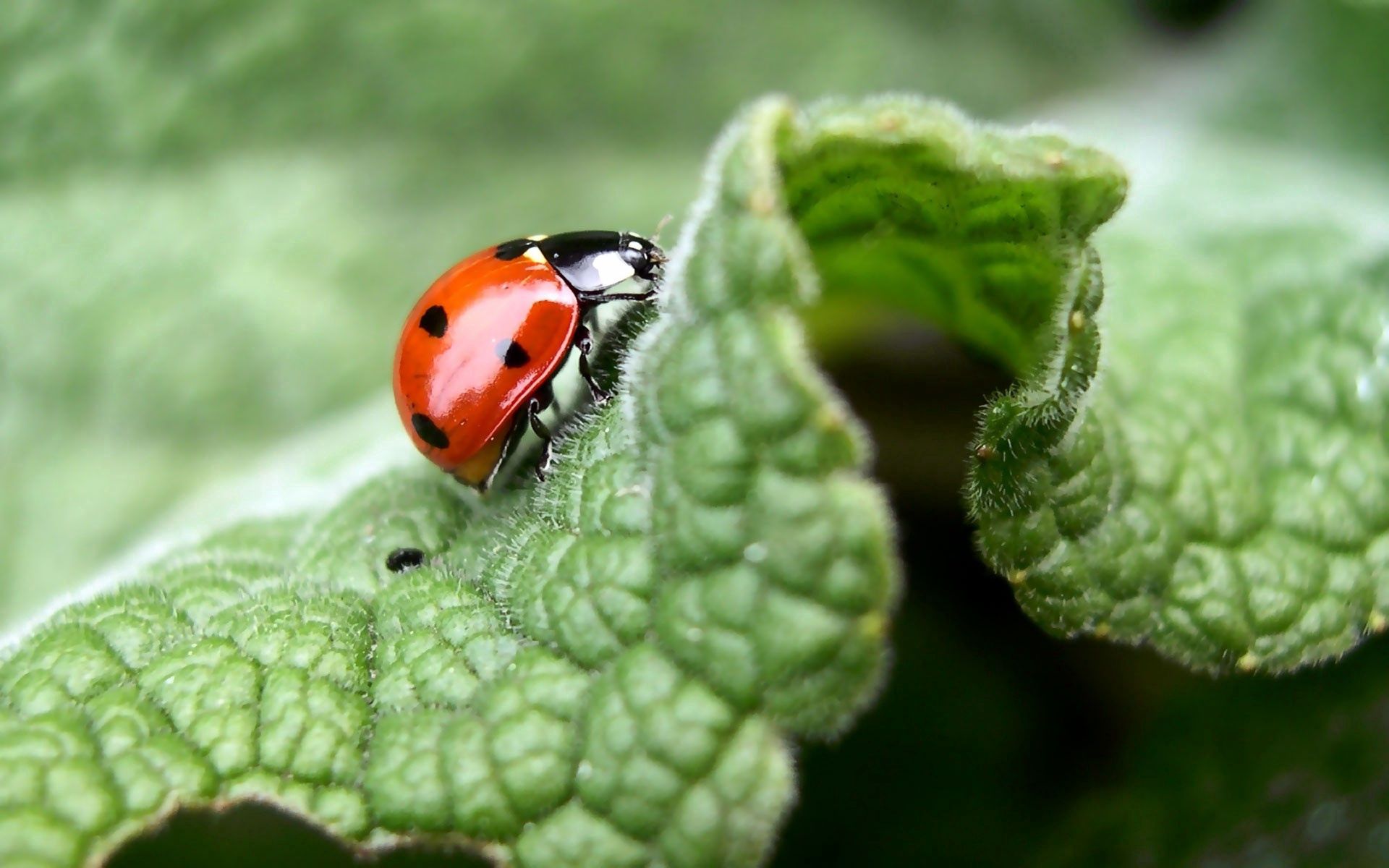 Download background grass, macro, sheet, leaf, ladybug, ladybird