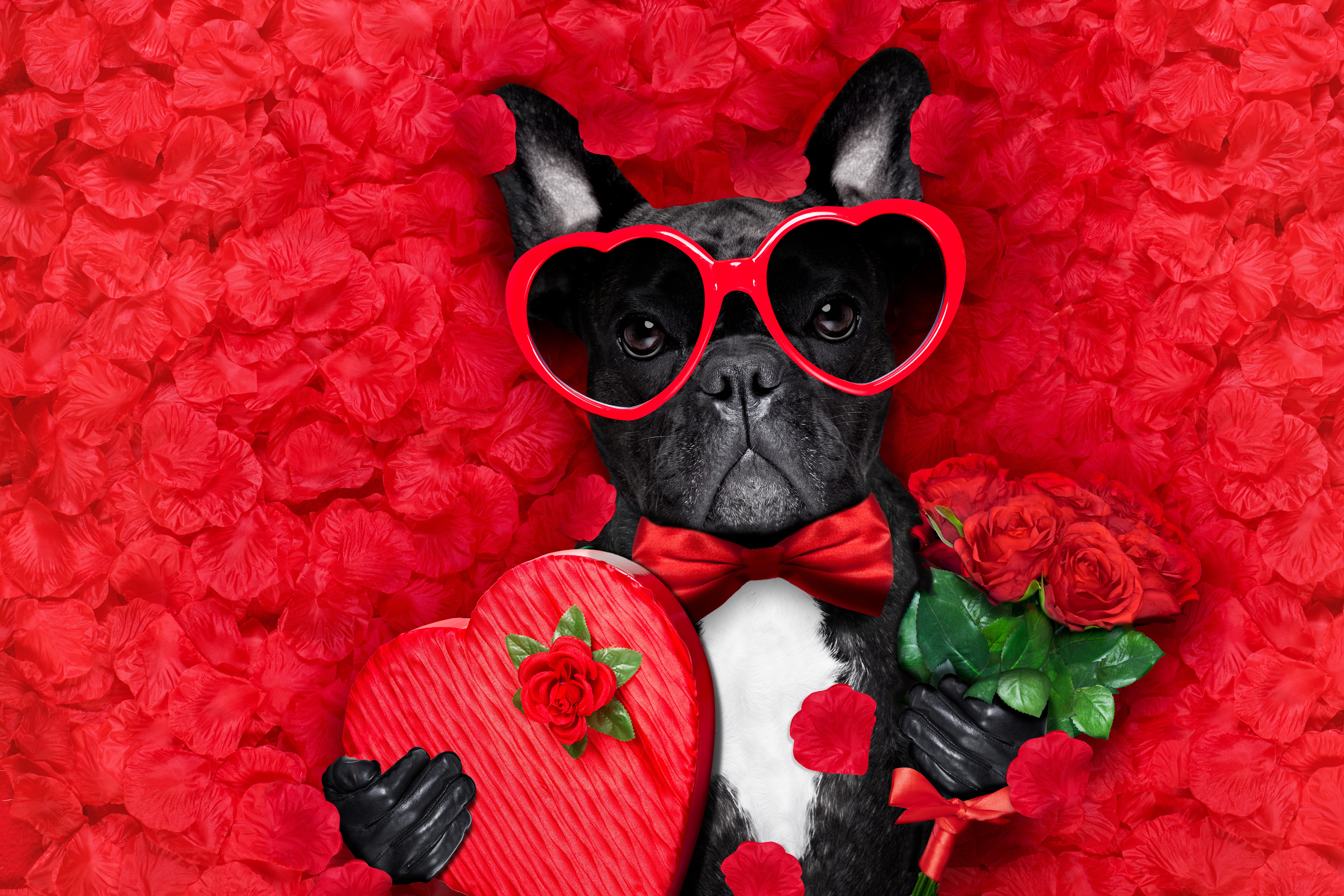Free download wallpaper Funny, Valentine's Day, Love, Rose, Dog, Holiday, Heart, Petal, Sunglasses, Romantic on your PC desktop