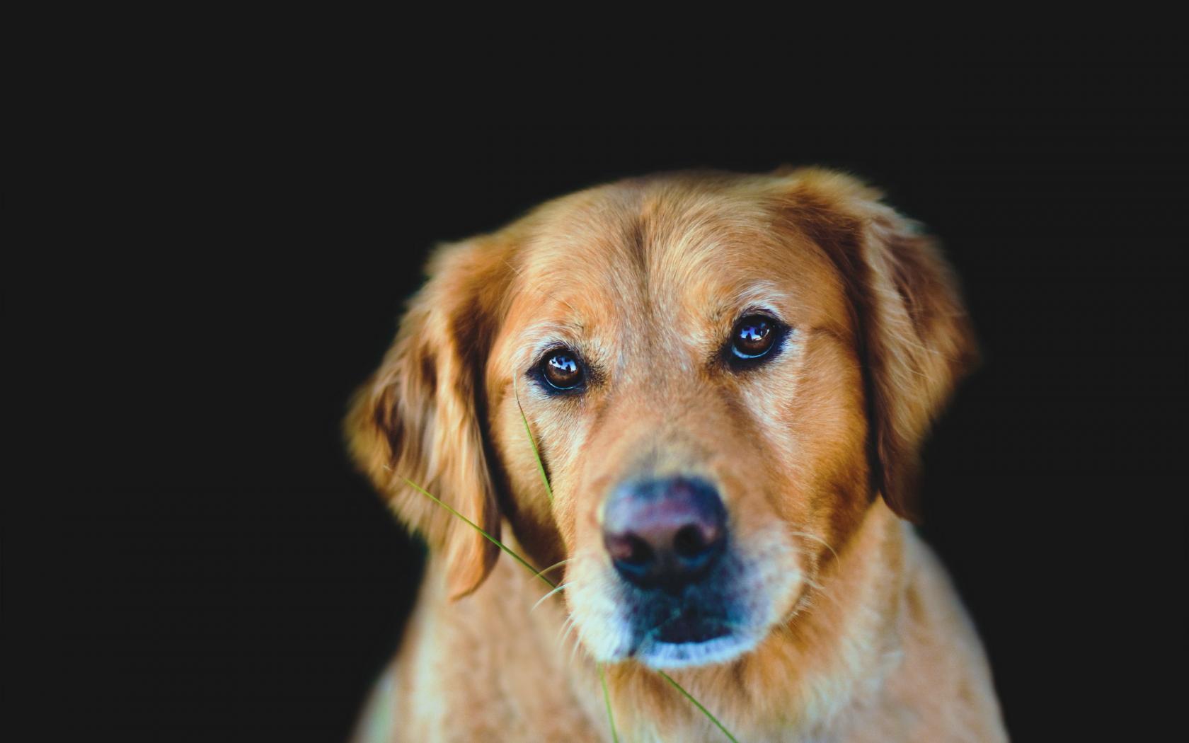 PCデスクトップに犬, 動物画像を無料でダウンロード