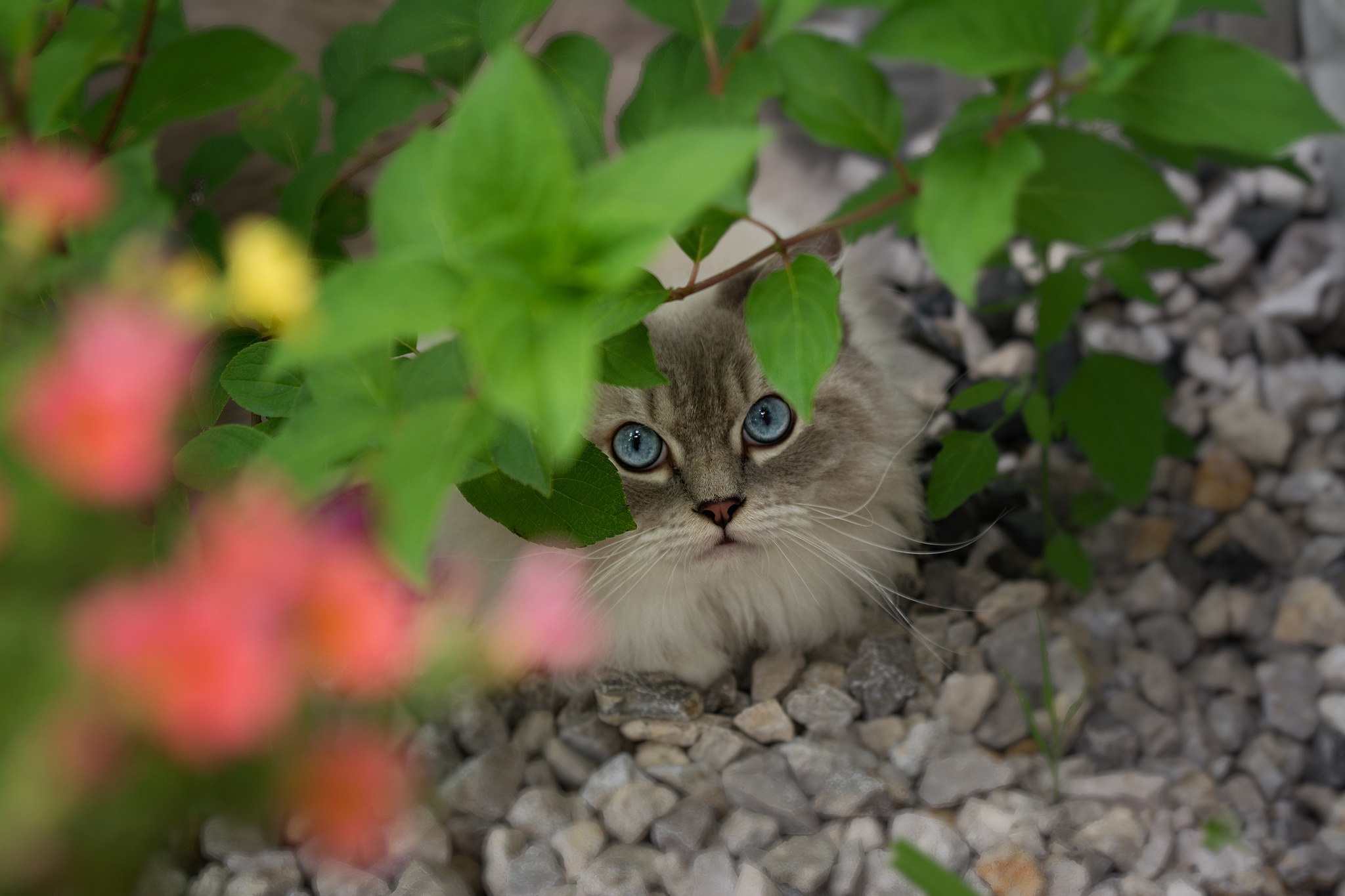 Laden Sie das Tiere, Katzen, Katze-Bild kostenlos auf Ihren PC-Desktop herunter