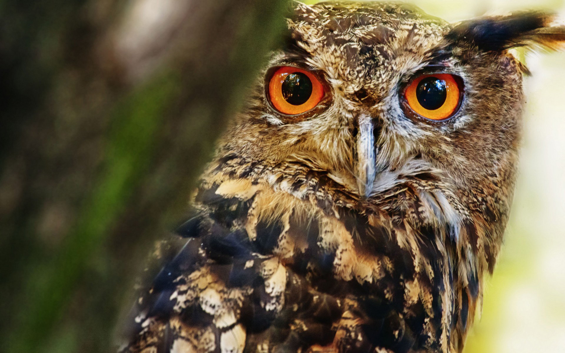 Téléchargez des papiers peints mobile Animaux, Hibou gratuitement.