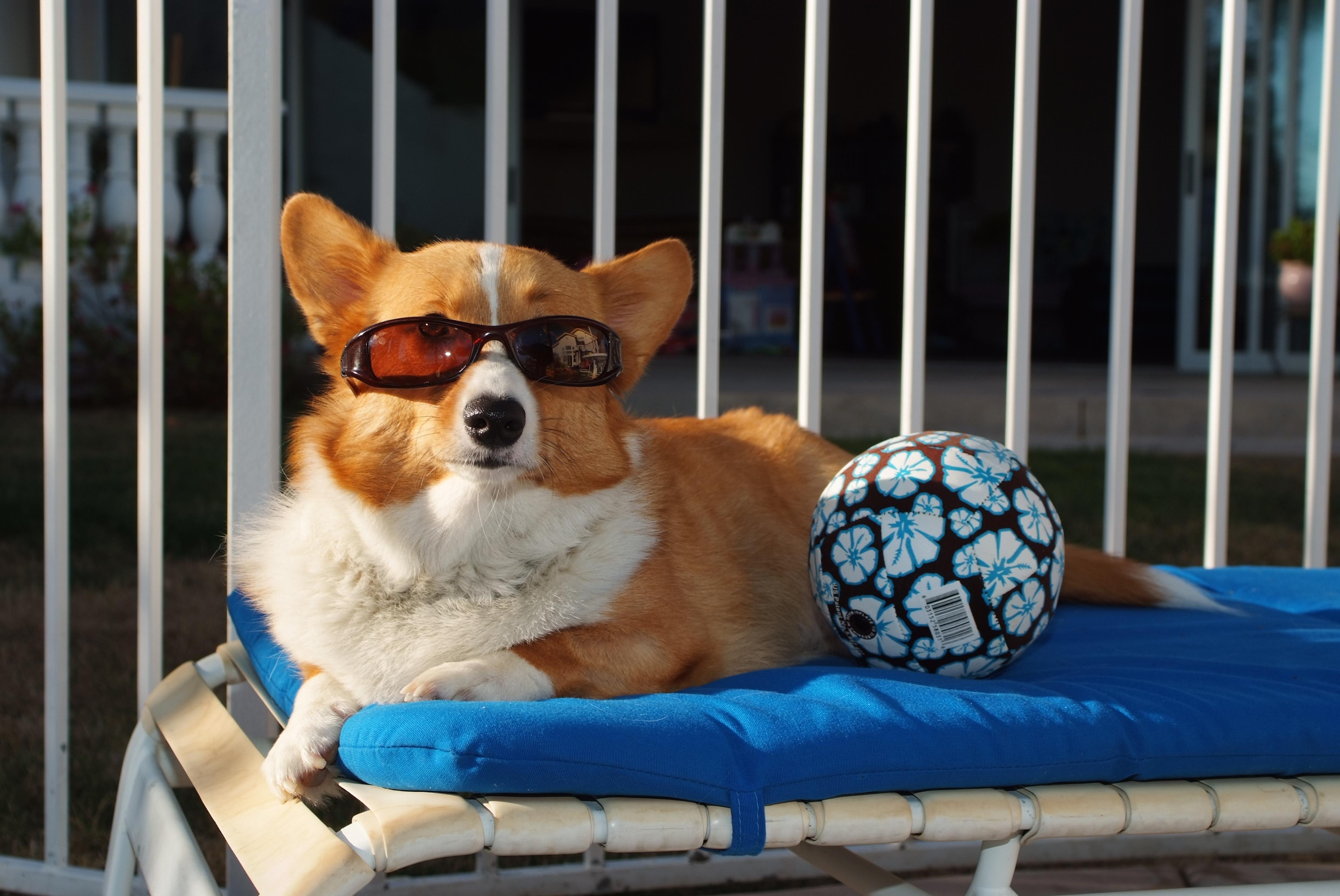 Download mobile wallpaper Lie, Animals, To Lie Down, Dog, Sunglasses, Ball, Beach for free.