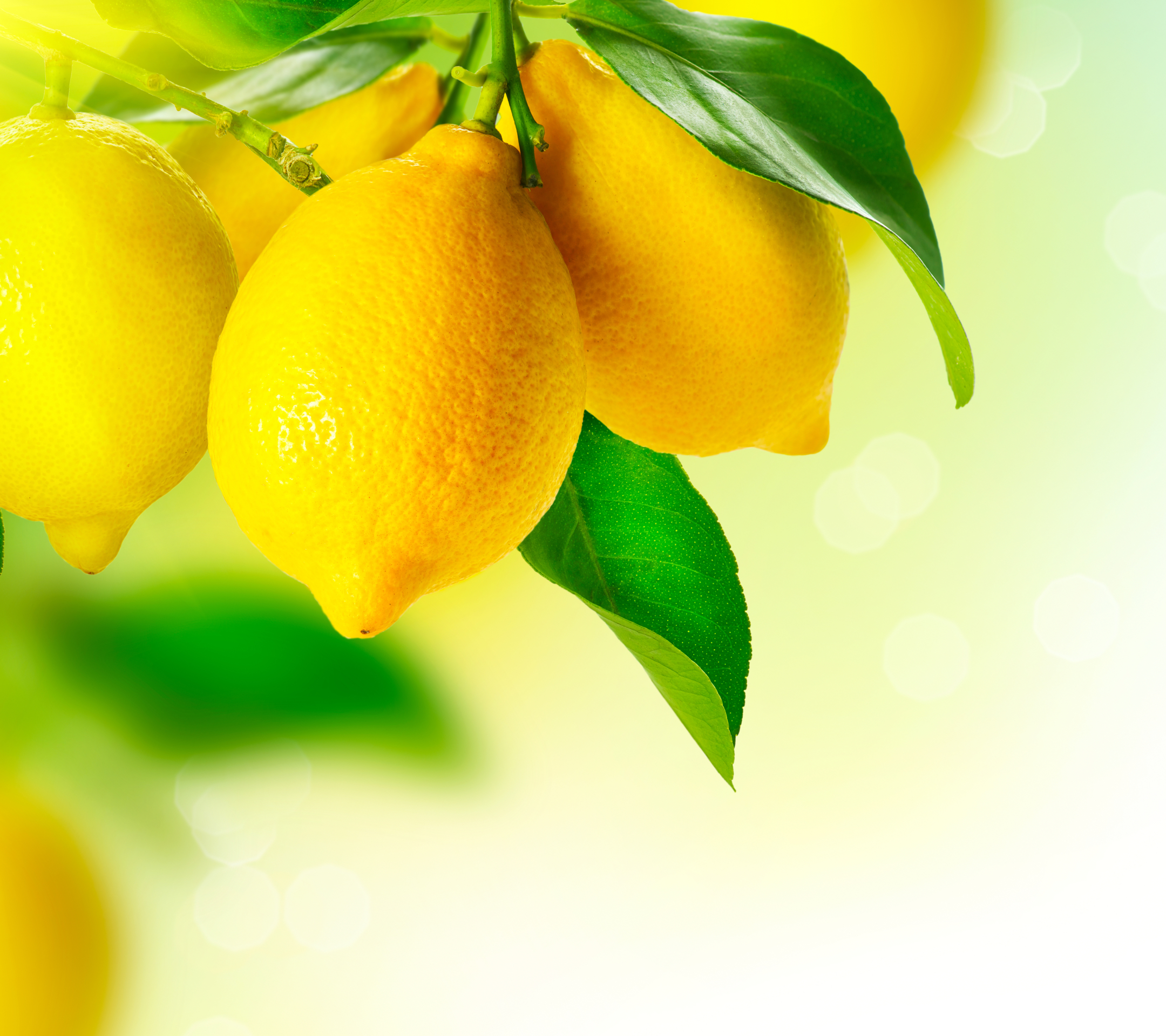 Téléchargez gratuitement l'image Nourriture, Citron, Fruit sur le bureau de votre PC