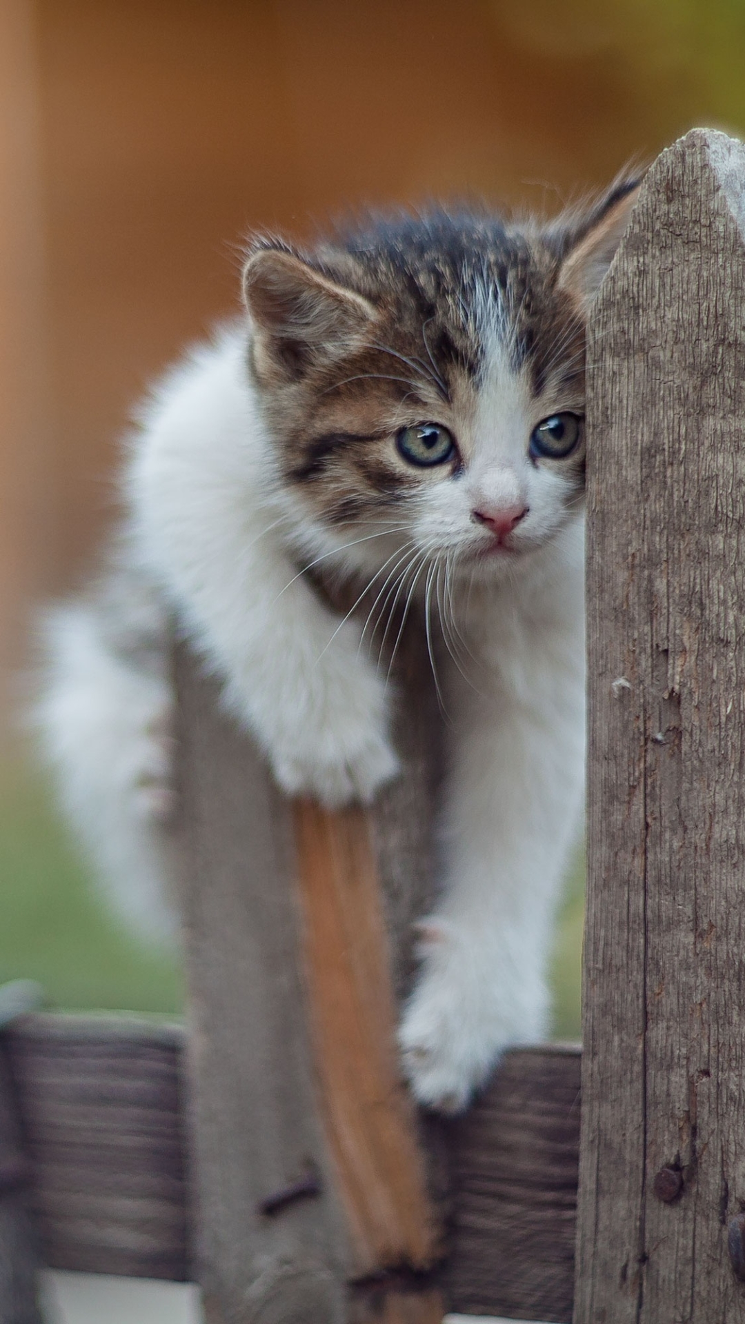 Download mobile wallpaper Cats, Cat, Kitten, Animal, Baby Animal for free.