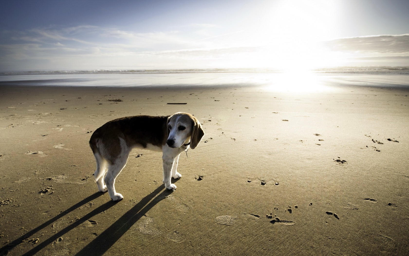 Free download wallpaper Dog, Animal on your PC desktop