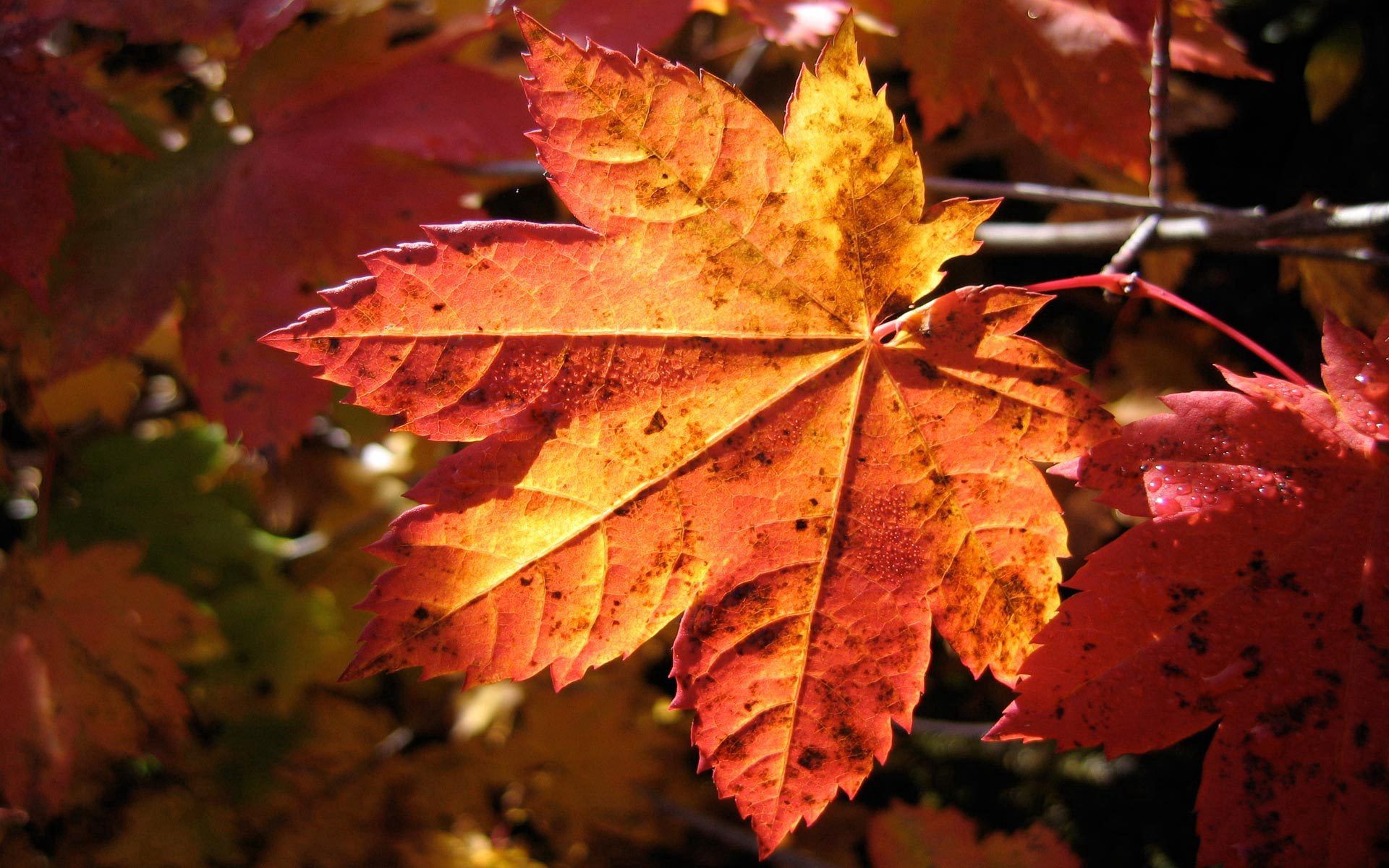 PCデスクトップに秋, 葉, 大きい, マクロ, シート, ドライ, 乾いた, 楓, メープル画像を無料でダウンロード