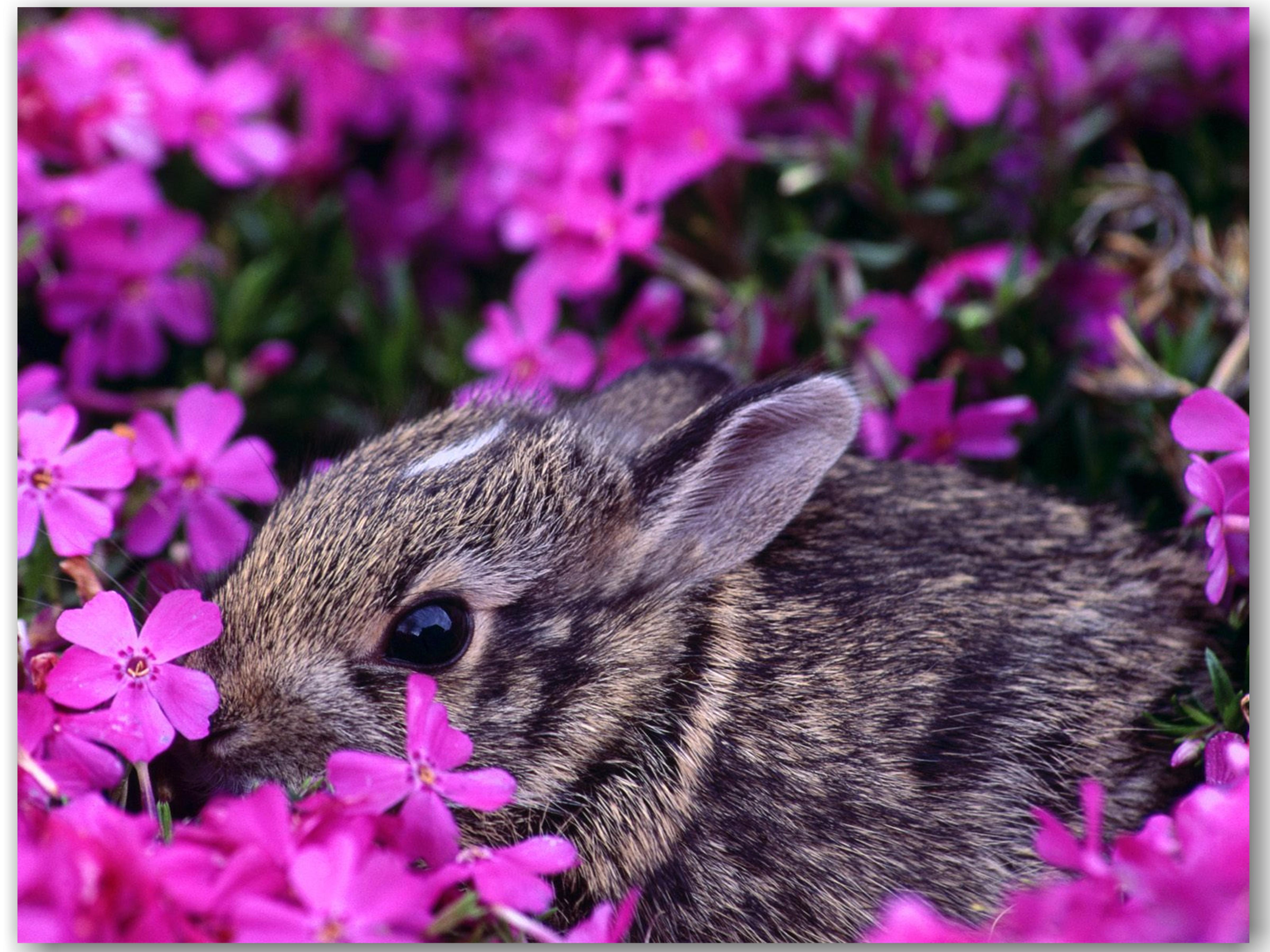 Скачать обои бесплатно Цветы, Кролики, Животные картинка на рабочий стол ПК