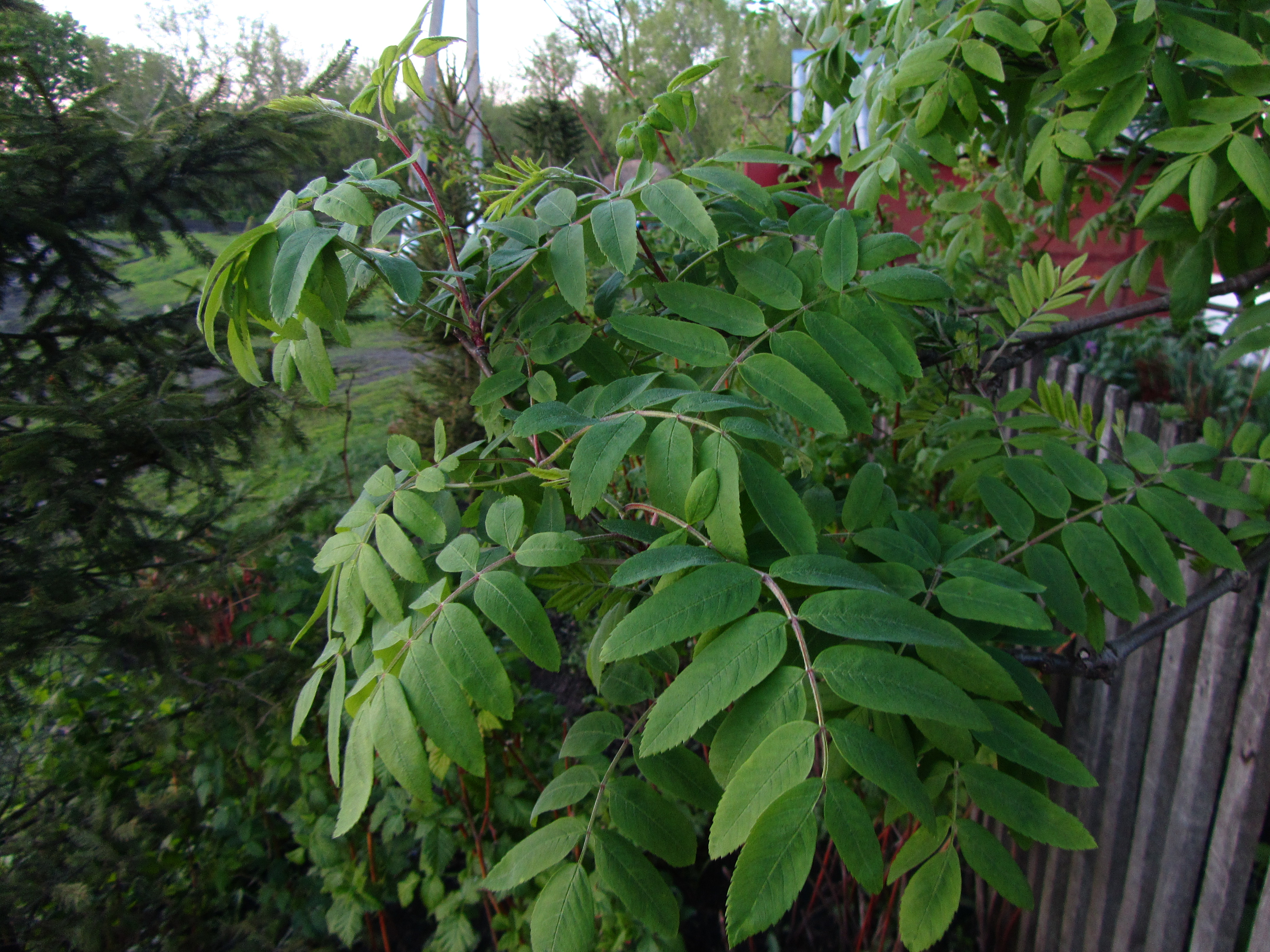 Descarga gratis la imagen Hoja, Tierra/naturaleza en el escritorio de tu PC