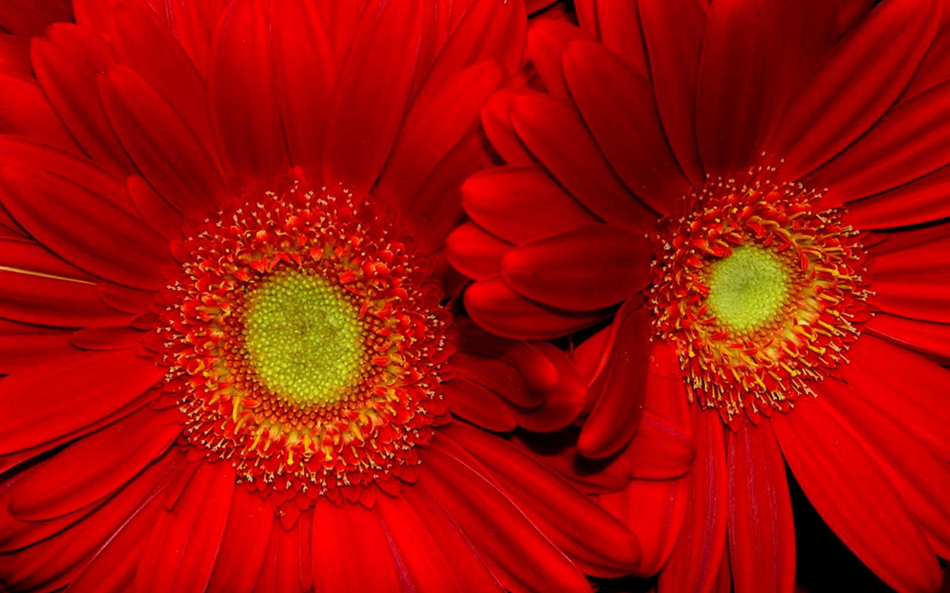 Handy-Wallpaper Gerbera, Rote Blume, Blumen, Blume, Erde/natur kostenlos herunterladen.