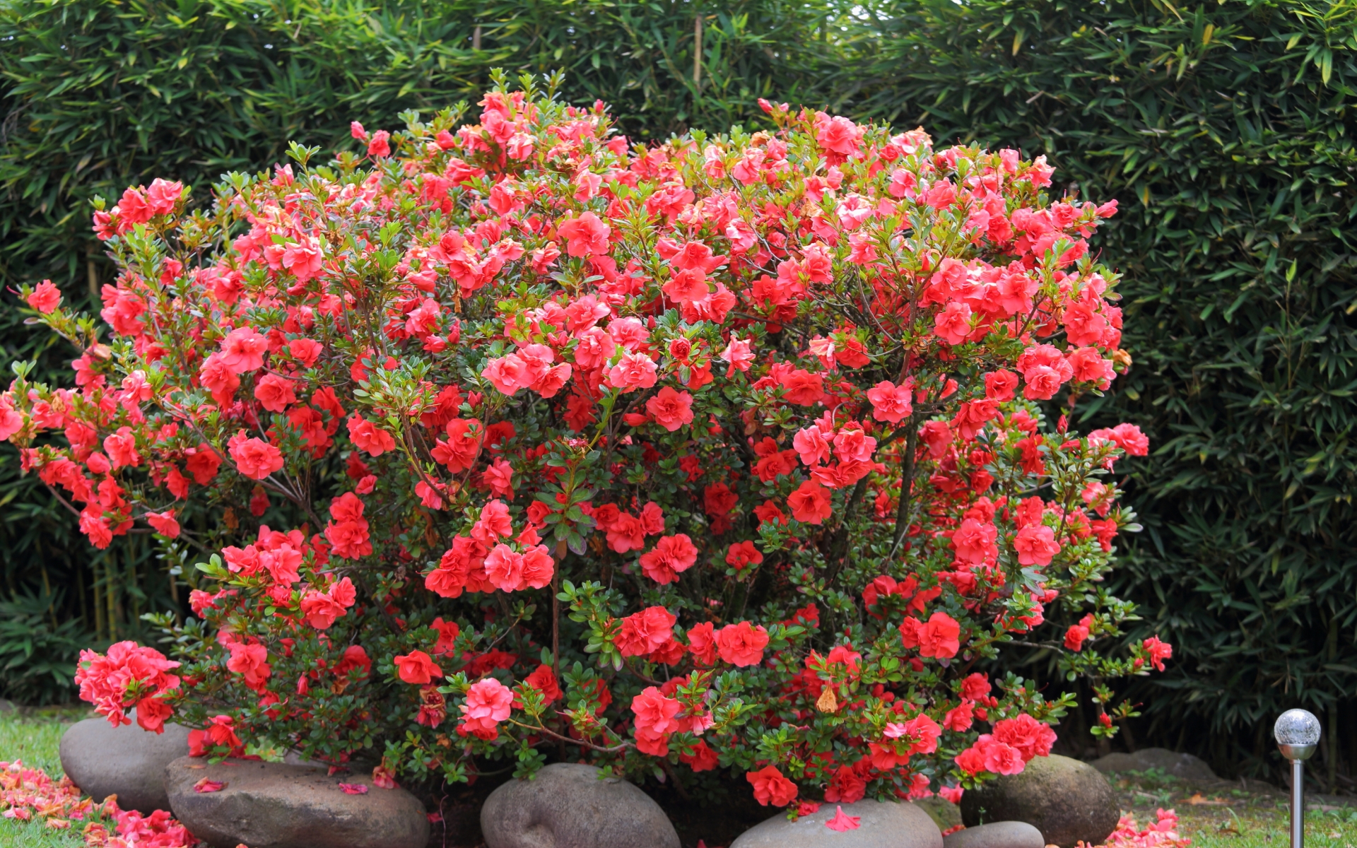 Téléchargez des papiers peints mobile Rhododendron, Fleurs, Terre/nature gratuitement.