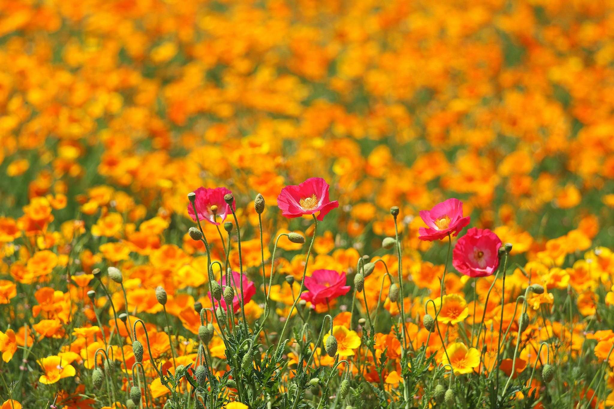Free download wallpaper Flowers, Flower, Earth, Yellow Flower, Pink Flower on your PC desktop