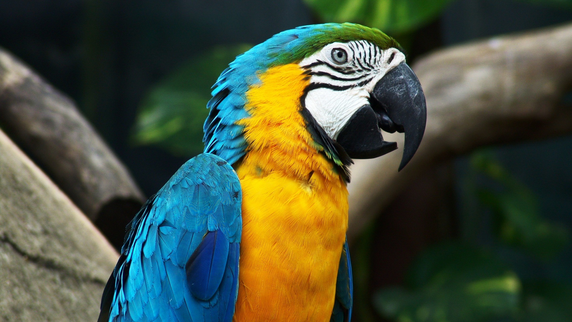 Laden Sie das Tiere, Vogel, Gelbbrustara-Bild kostenlos auf Ihren PC-Desktop herunter