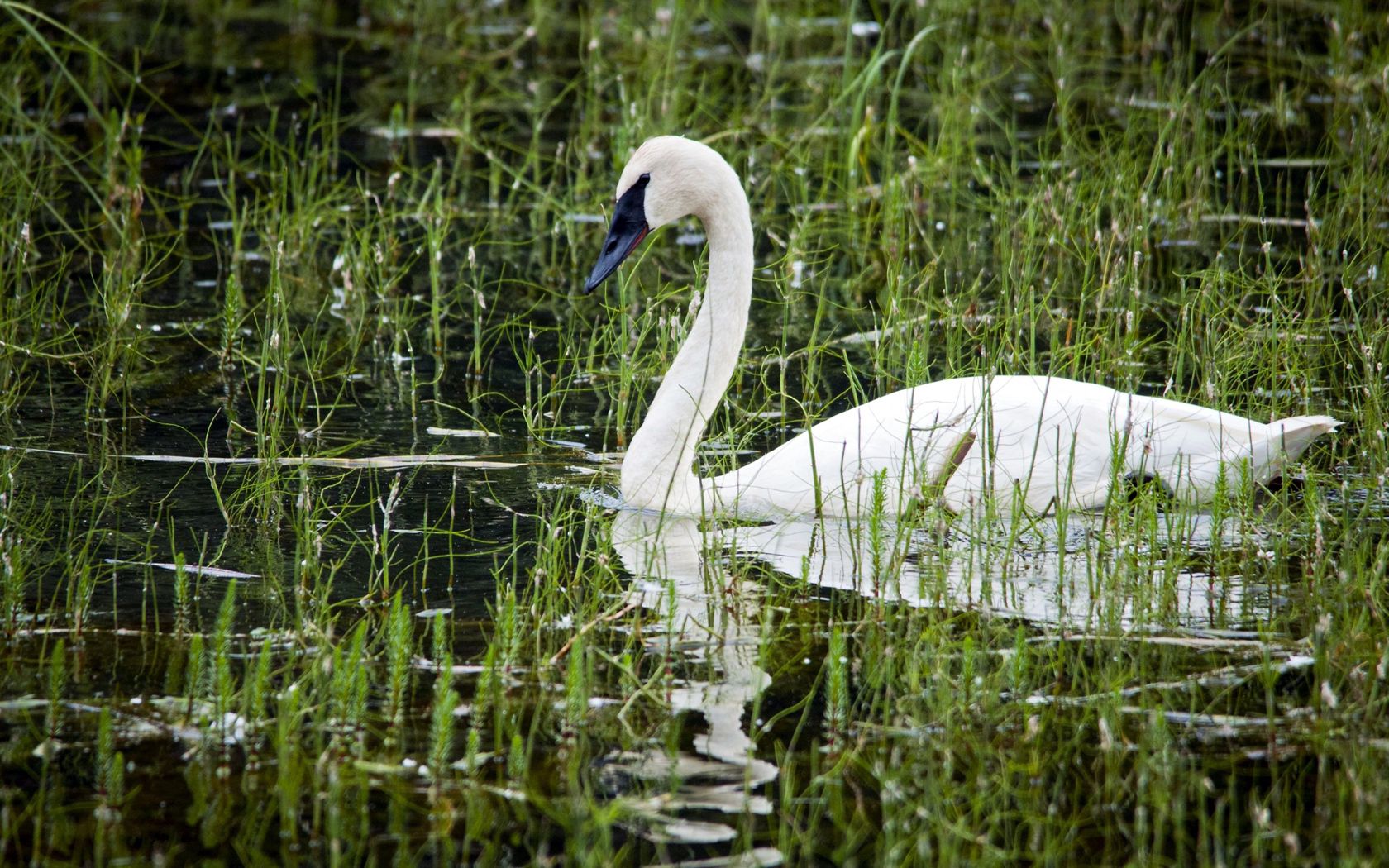 animals, water, white, beak, swan, pond, basin