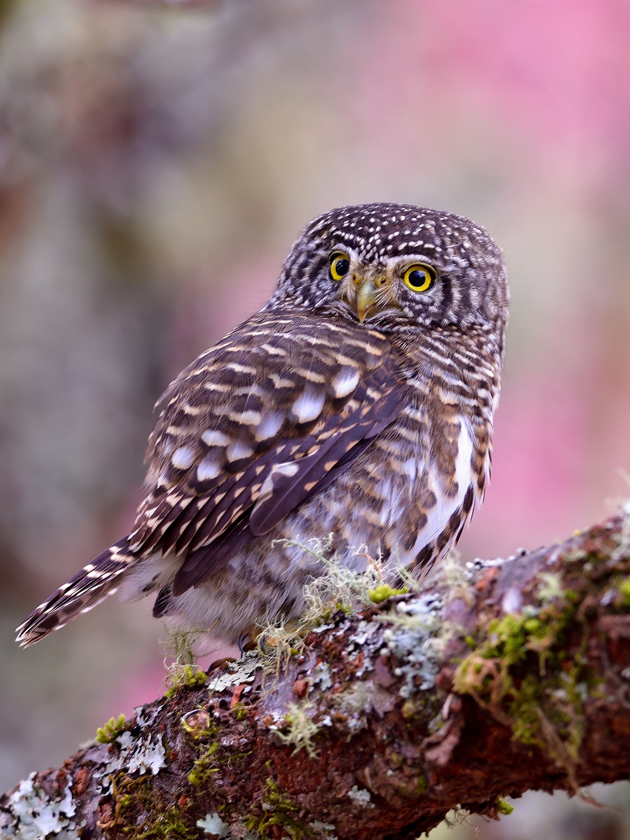 Free download wallpaper Birds, Owl, Bird, Animal on your PC desktop