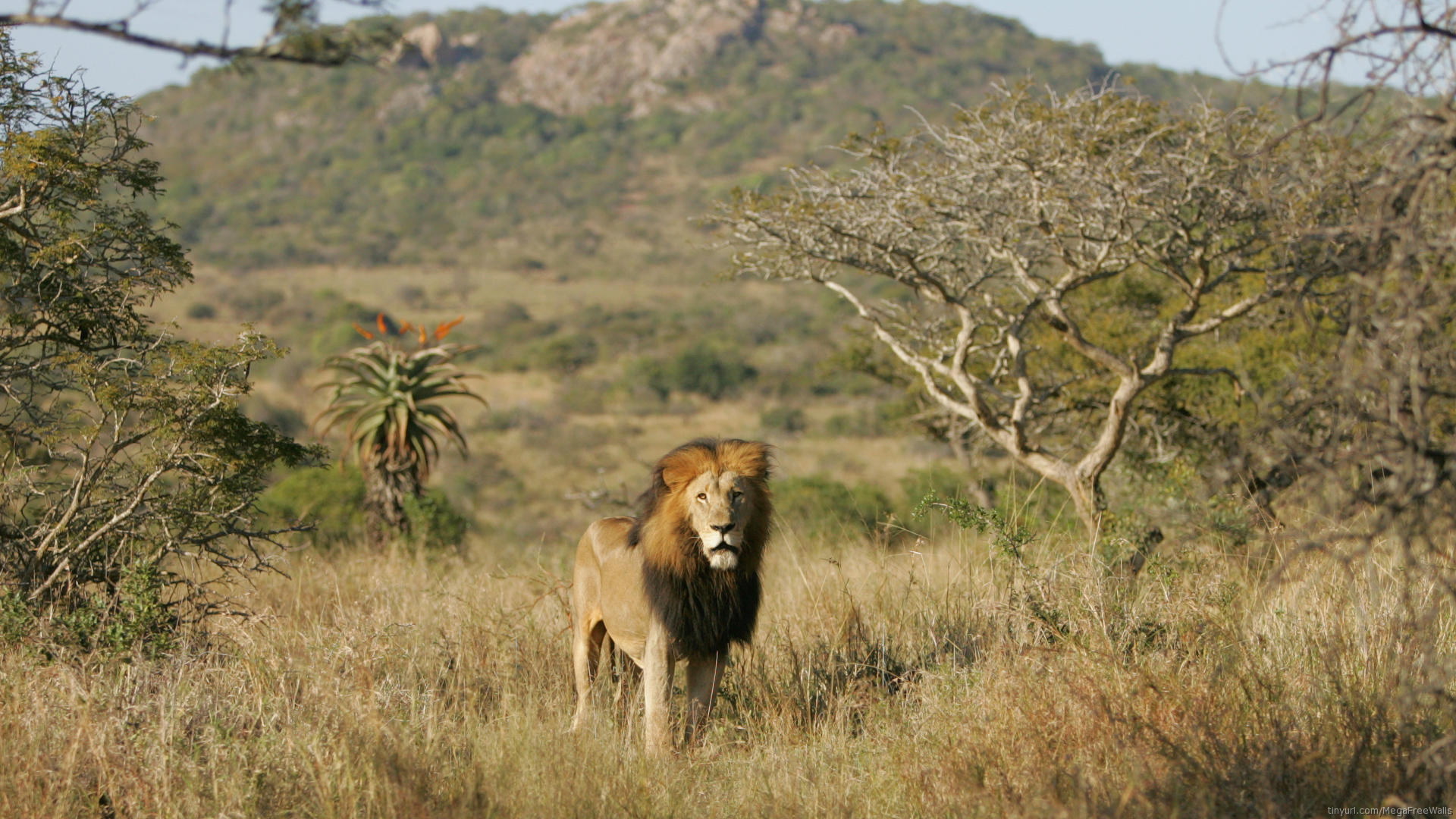 Descarga gratuita de fondo de pantalla para móvil de Animales, León.