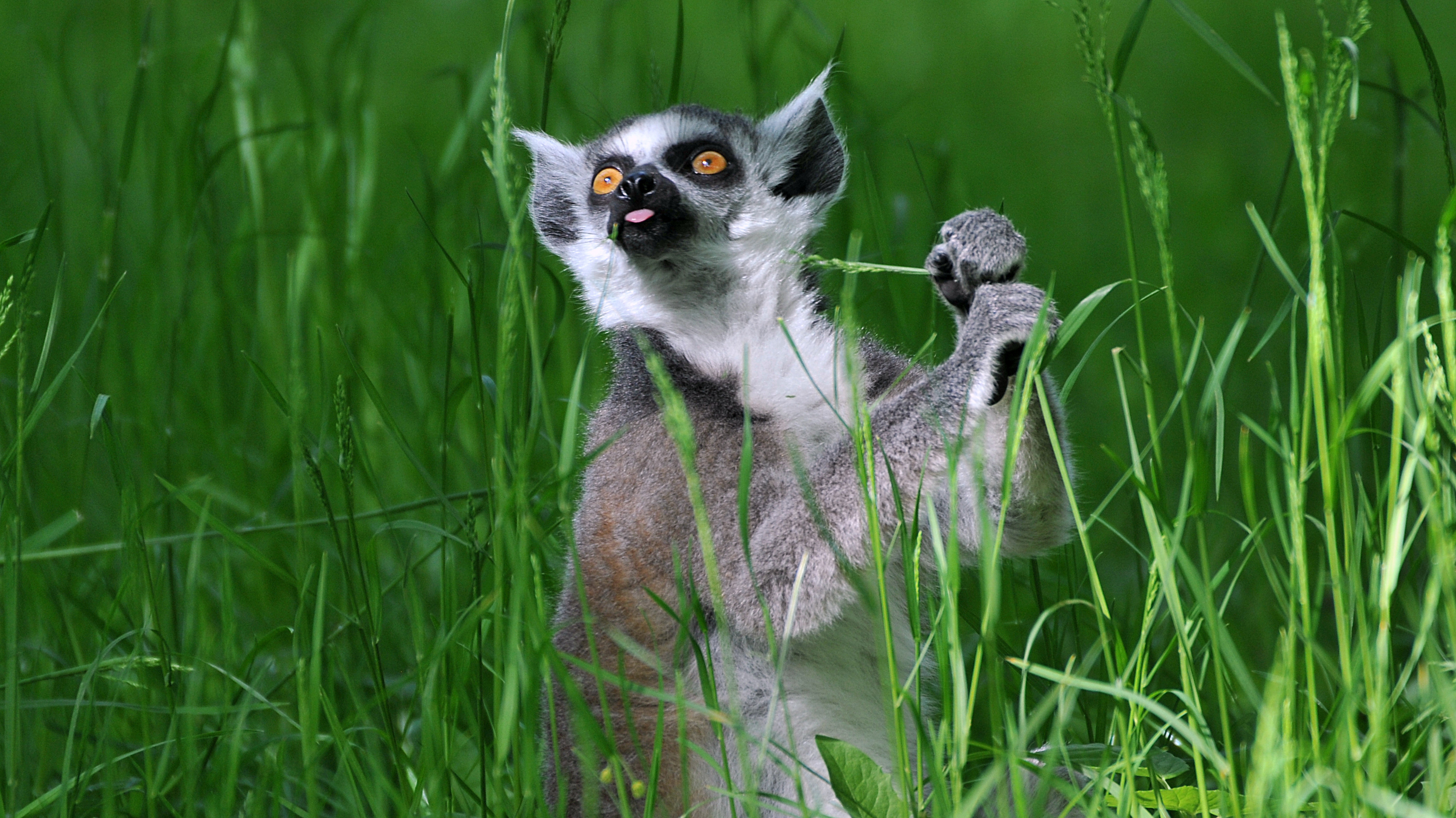 Laden Sie das Tiere, Lemur, Primas, Affen-Bild kostenlos auf Ihren PC-Desktop herunter