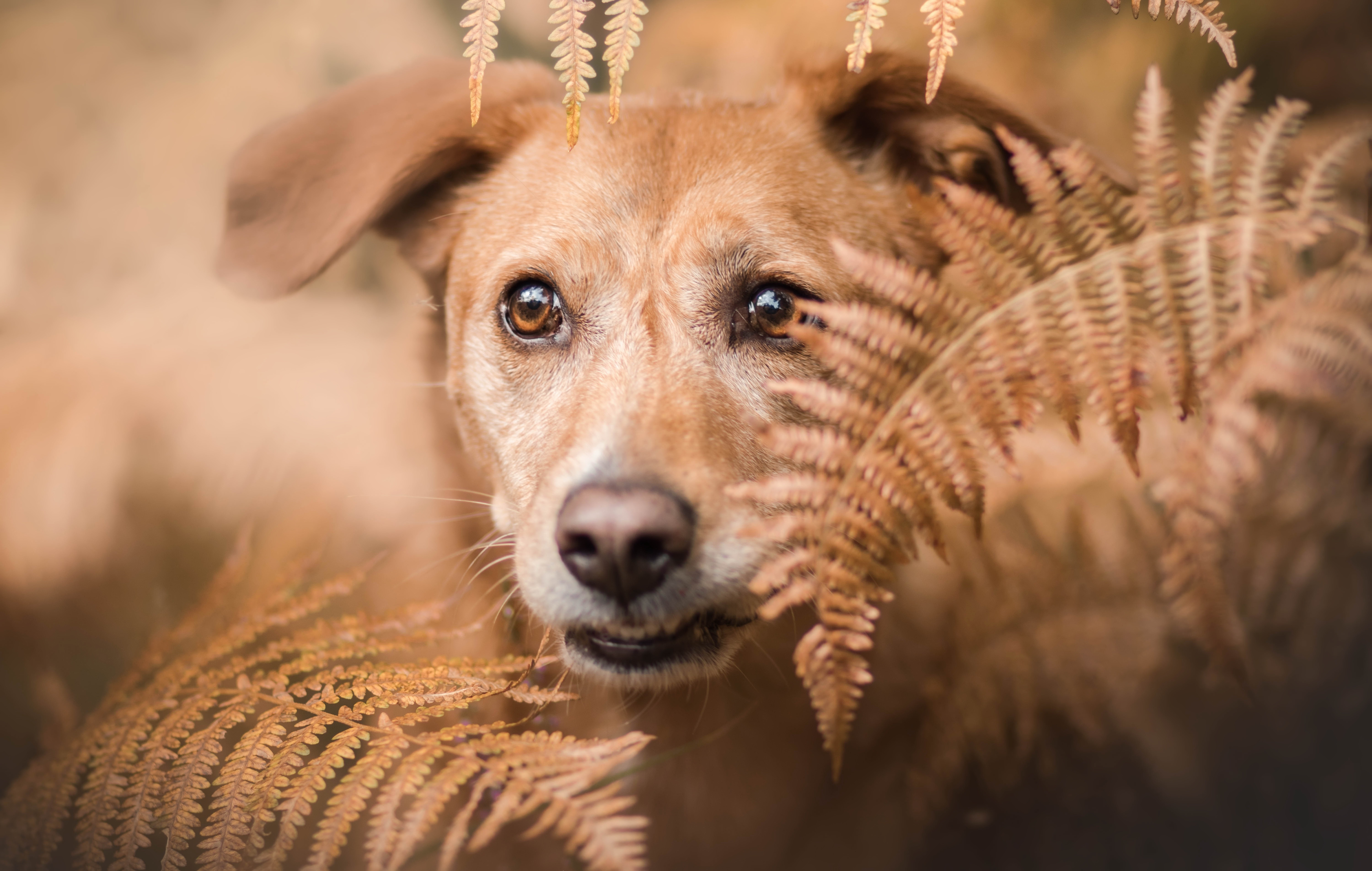 Free download wallpaper Dogs, Fern, Dog, Muzzle, Animal on your PC desktop