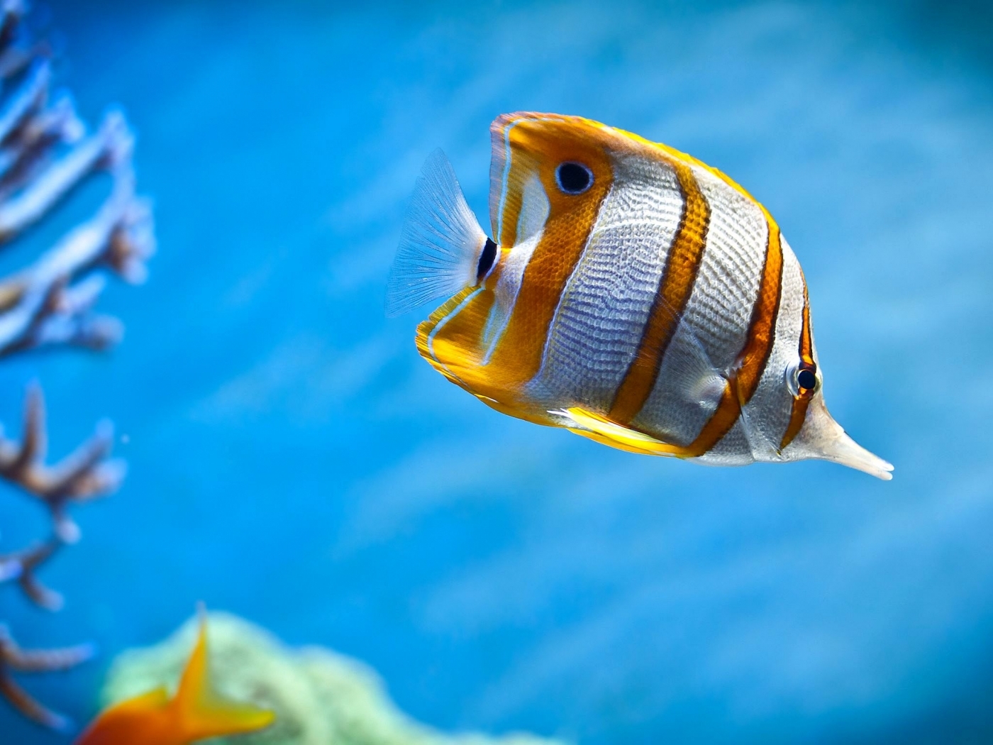Laden Sie das Fische, Tiere-Bild kostenlos auf Ihren PC-Desktop herunter