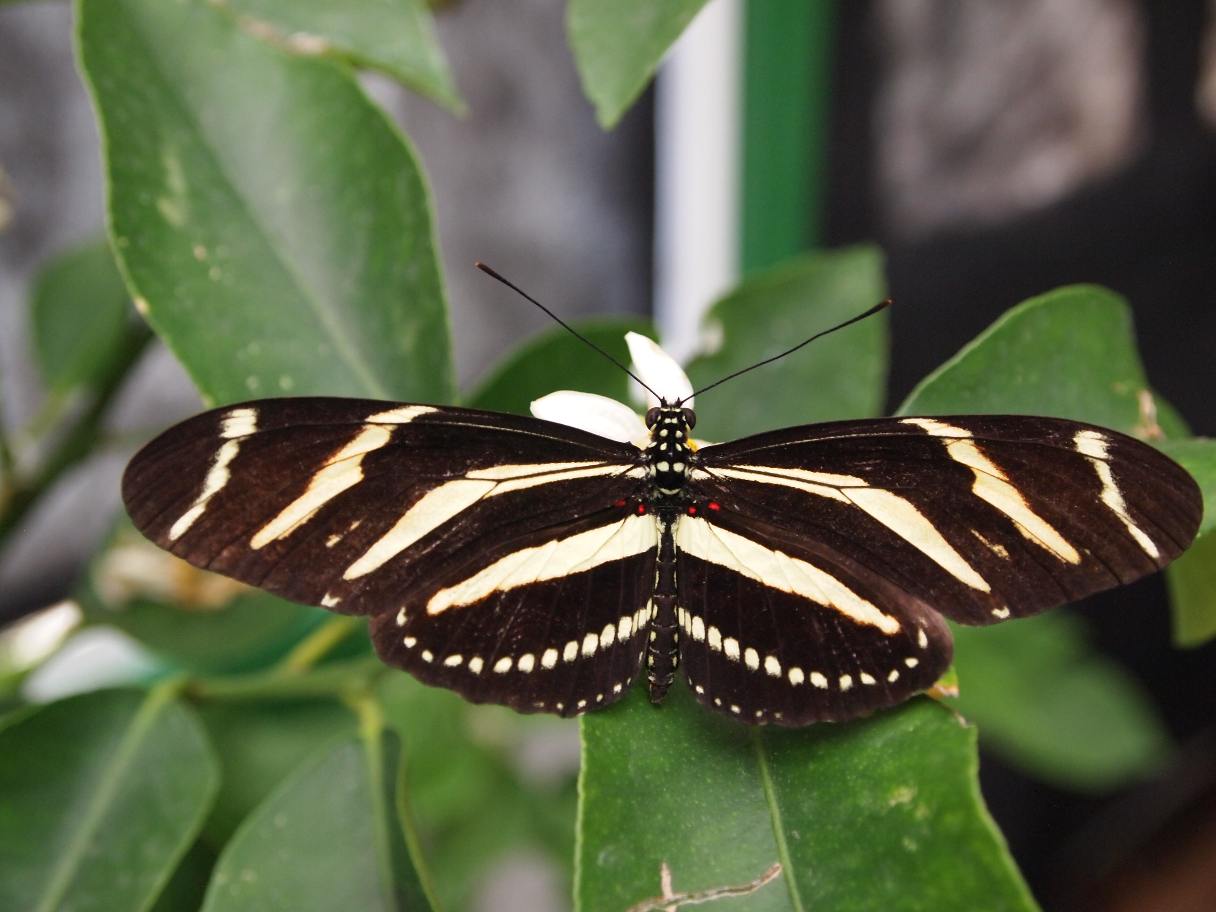 Download mobile wallpaper Butterfly, Animal for free.