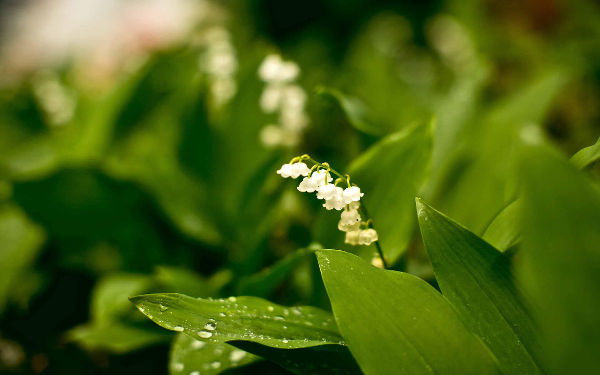 Laden Sie das Blumen, Blume, Erde/natur-Bild kostenlos auf Ihren PC-Desktop herunter