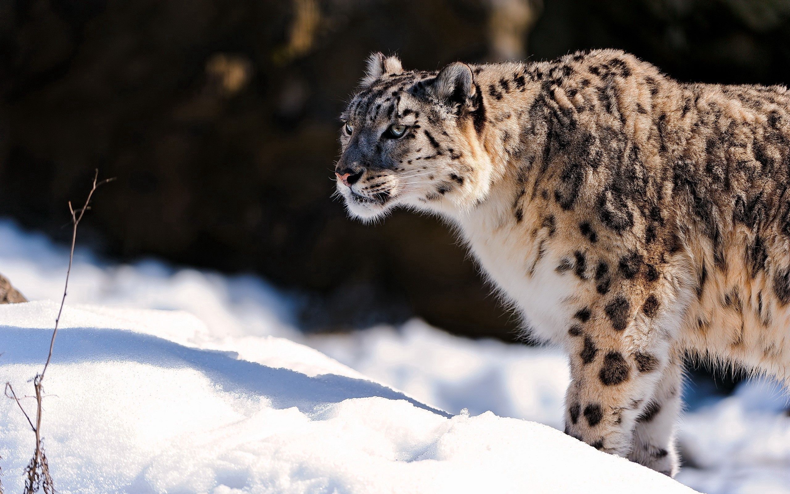 snow leopard, animals, snow, predator cell phone wallpapers