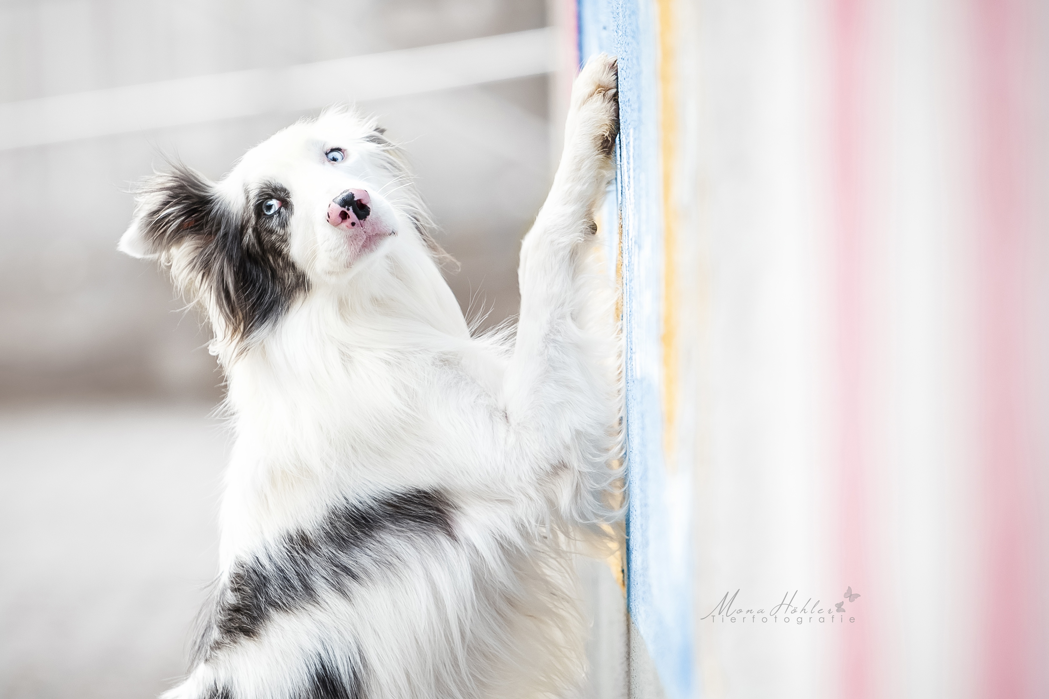 Download mobile wallpaper Dogs, Dog, Animal, Border Collie for free.