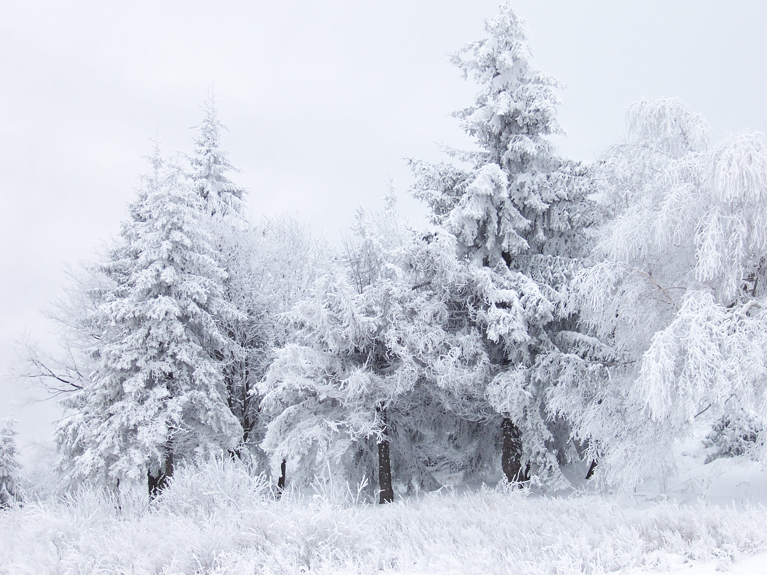 Скачать картинку Зима, Снег, Дерево, Земля/природа в телефон бесплатно.