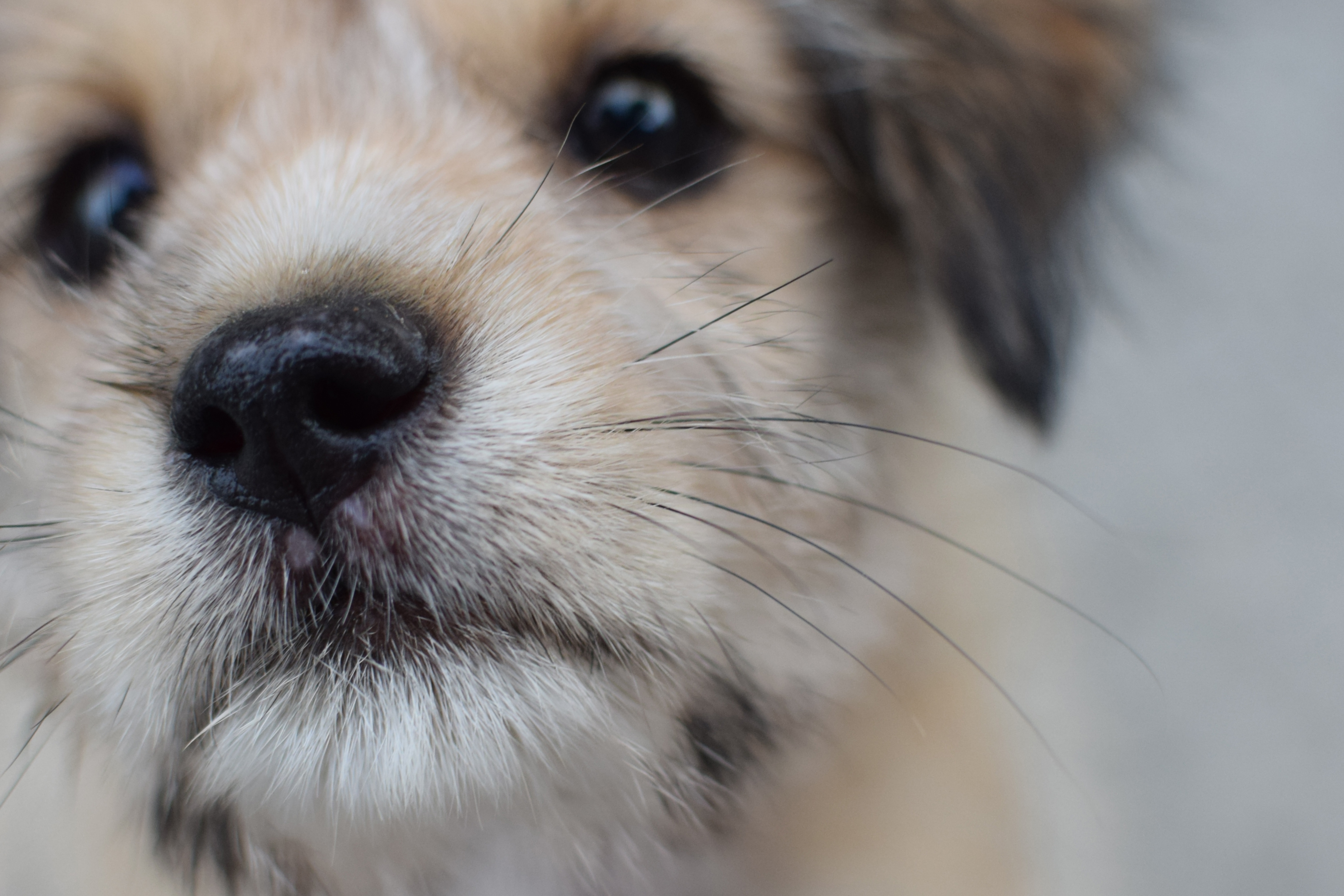 Free download wallpaper Dog, Muzzle, Puppy, Animals, Close Up on your PC desktop