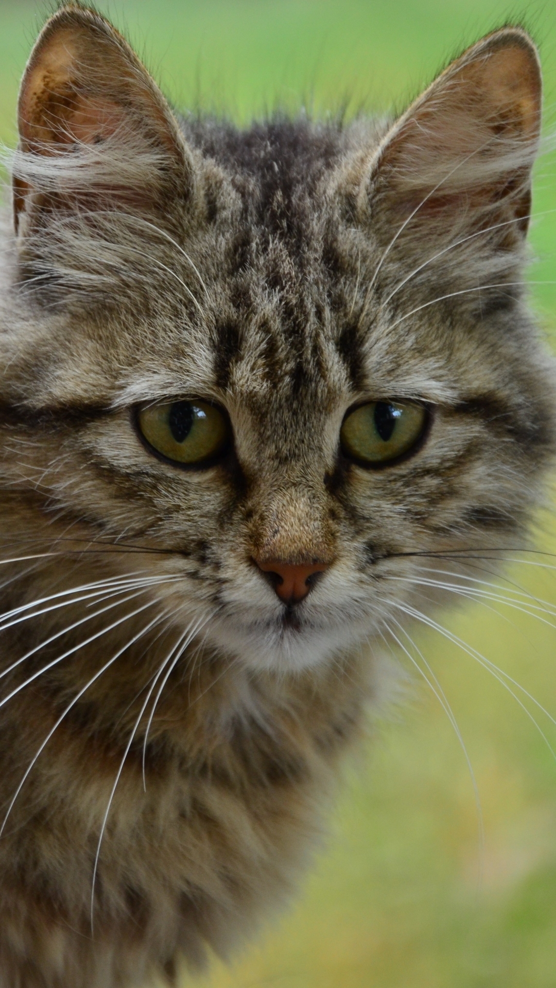 Handy-Wallpaper Katze, Katzen, Tiere kostenlos herunterladen.