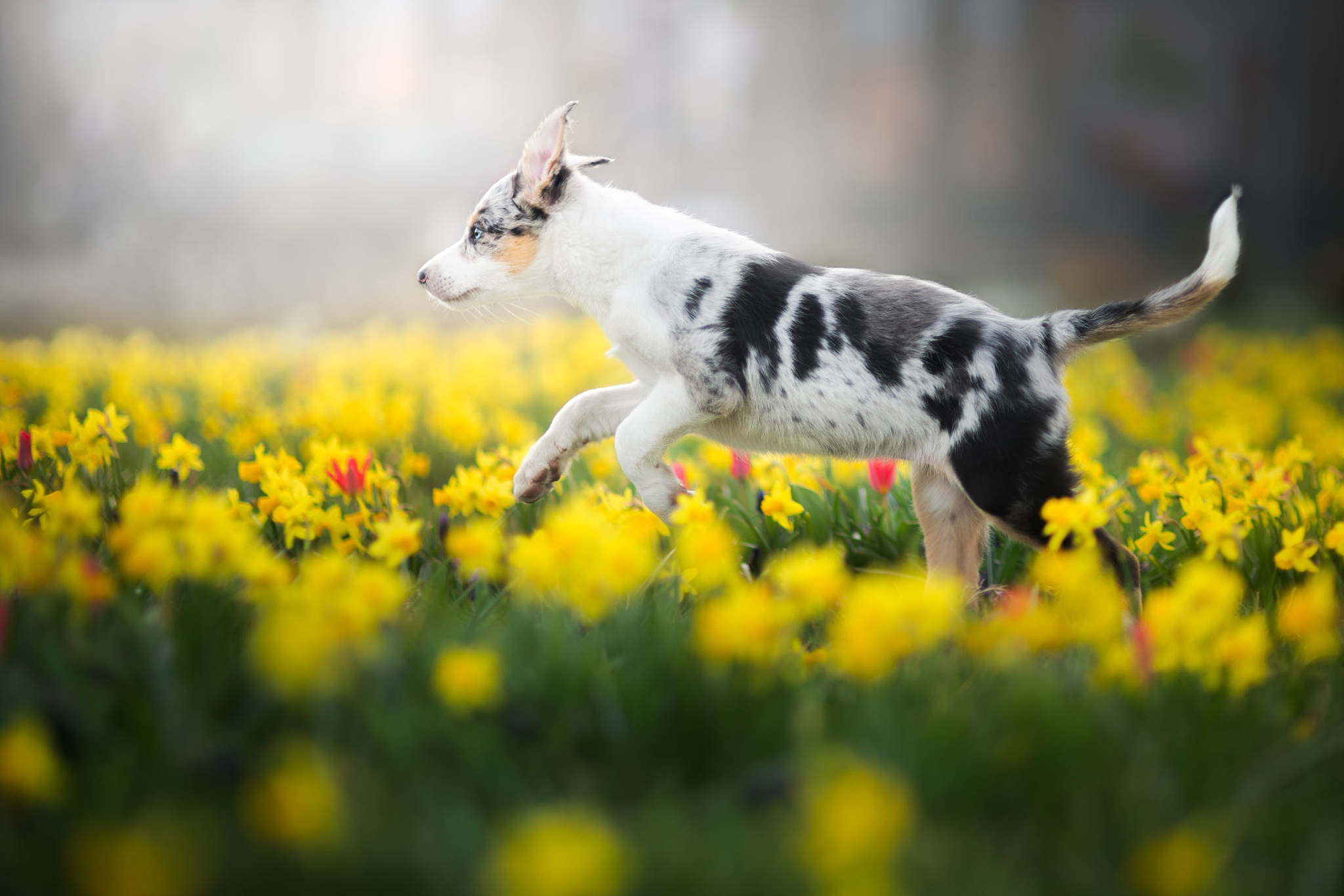 Download mobile wallpaper Dogs, Dog, Animal, Puppy, Australian Shepherd, Yellow Flower, Baby Animal, Daffodil for free.