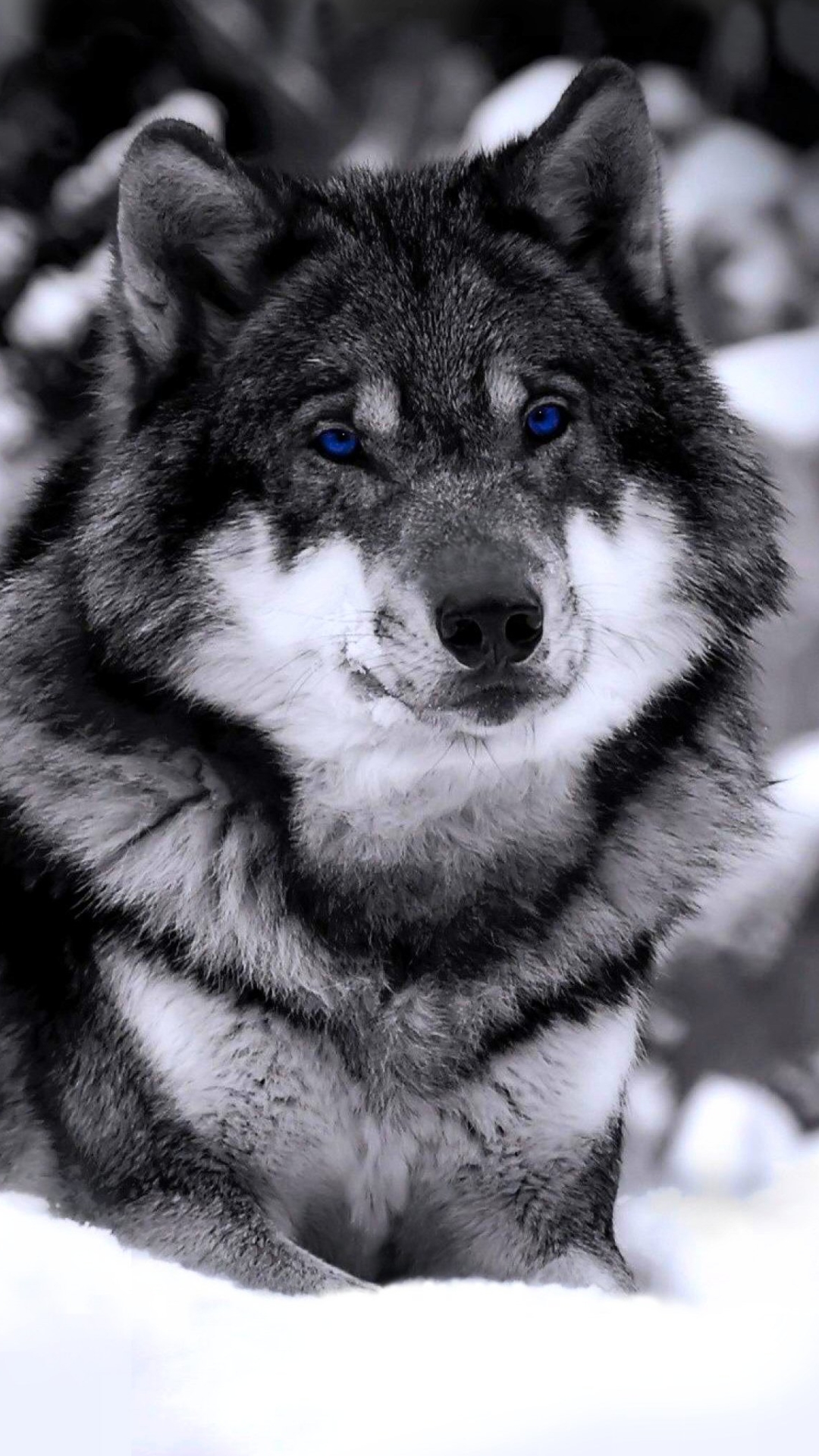 無料モバイル壁紙動物, オオカミ, 雪, 狼をダウンロードします。
