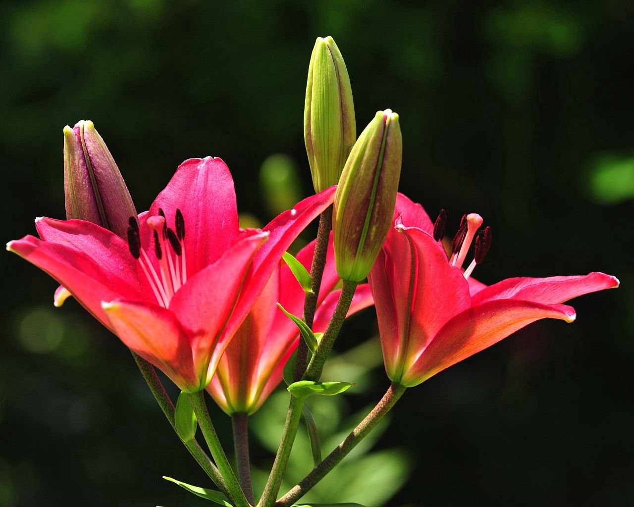 Download mobile wallpaper Stamens, Flowers, Lilies, Buds for free.