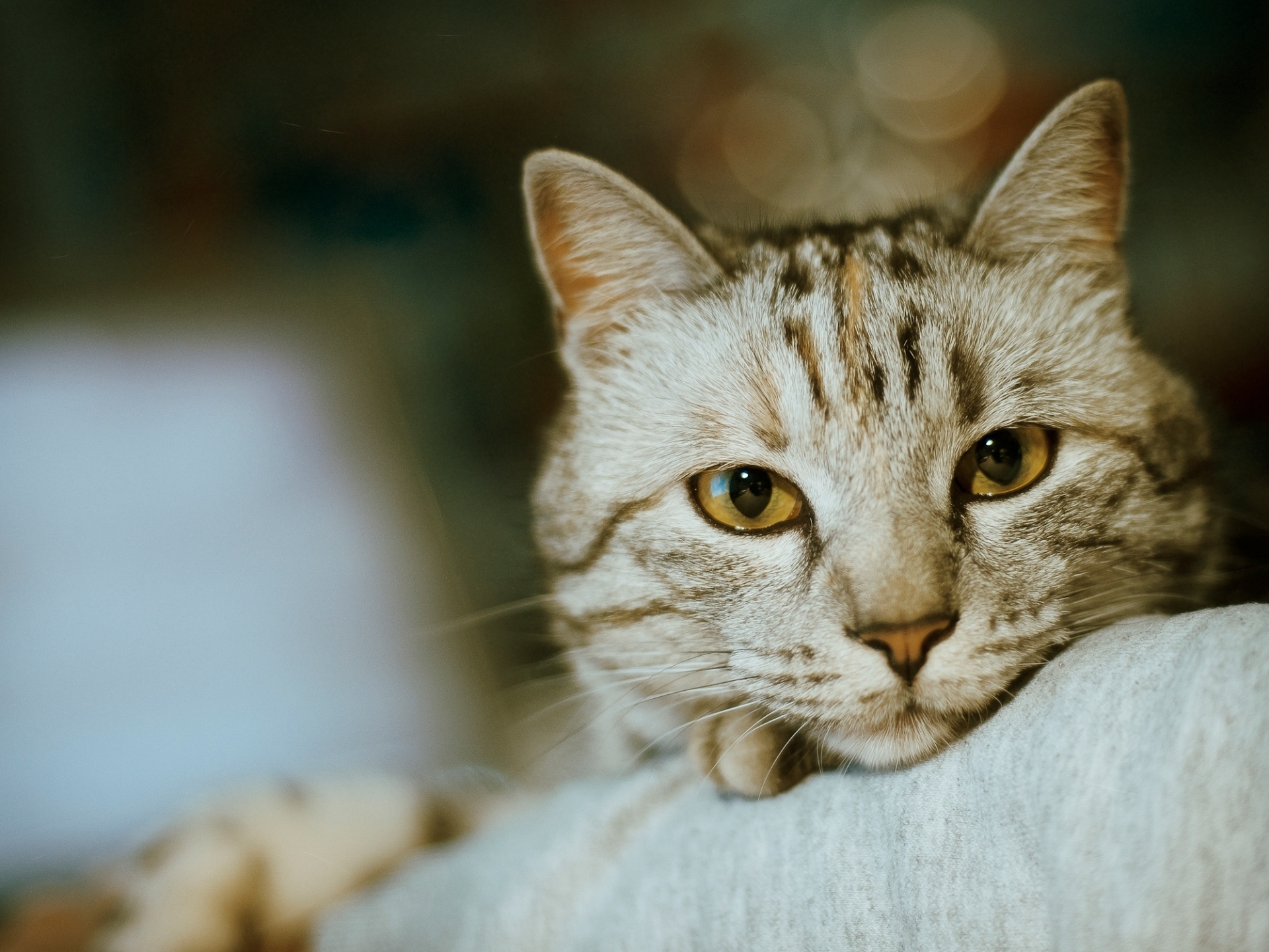 無料モバイル壁紙ネコ, 猫, 動物をダウンロードします。