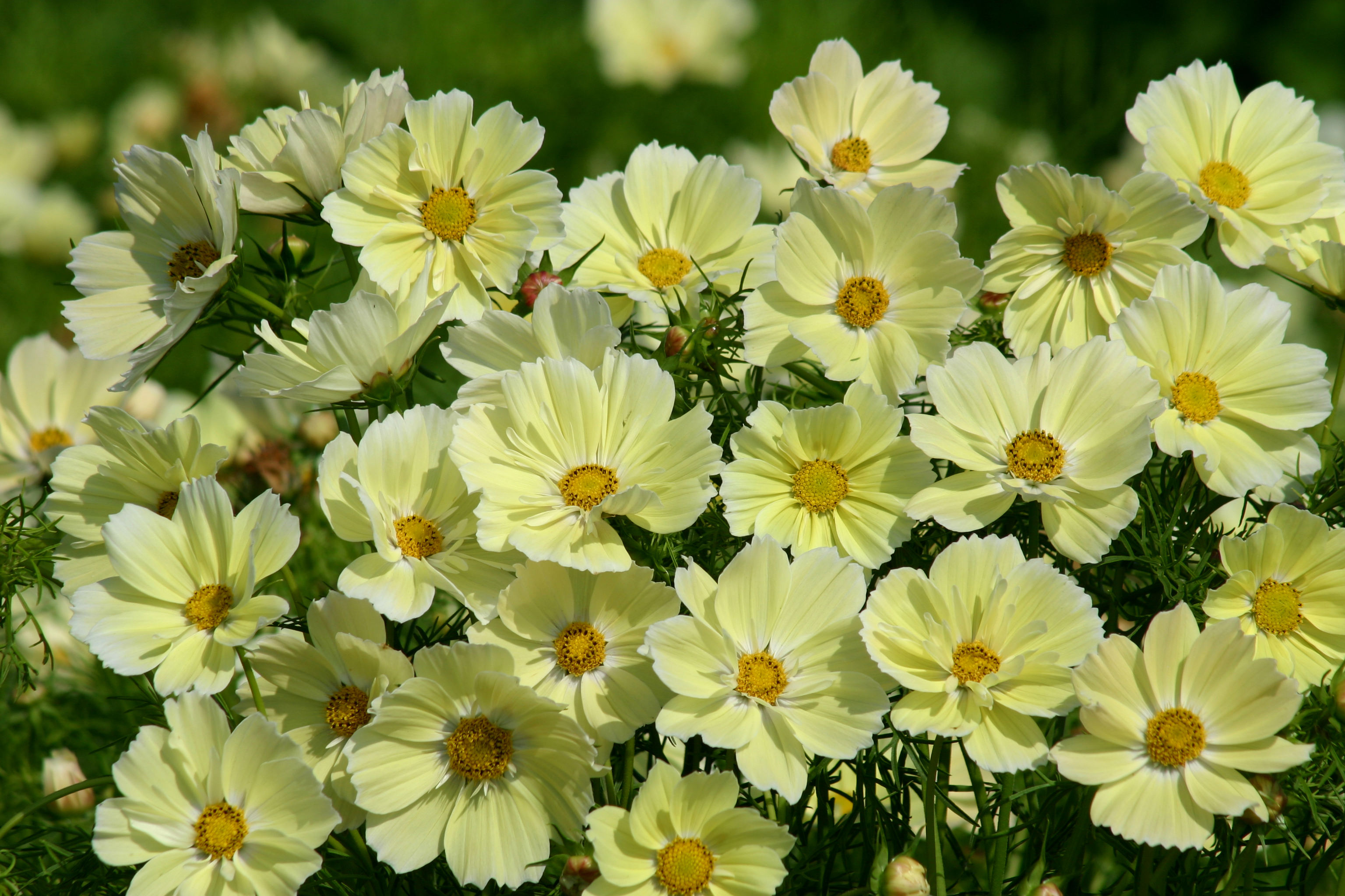 Handy-Wallpaper Blumen, Blume, Nahansicht, Weiße Blume, Erde/natur, Kosmeen kostenlos herunterladen.