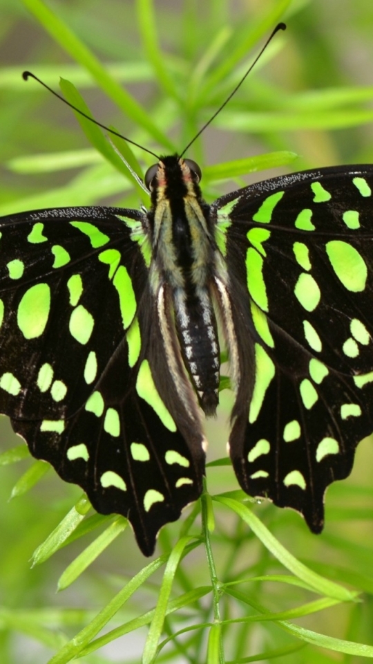 Descarga gratuita de fondo de pantalla para móvil de Animales, Mariposa.