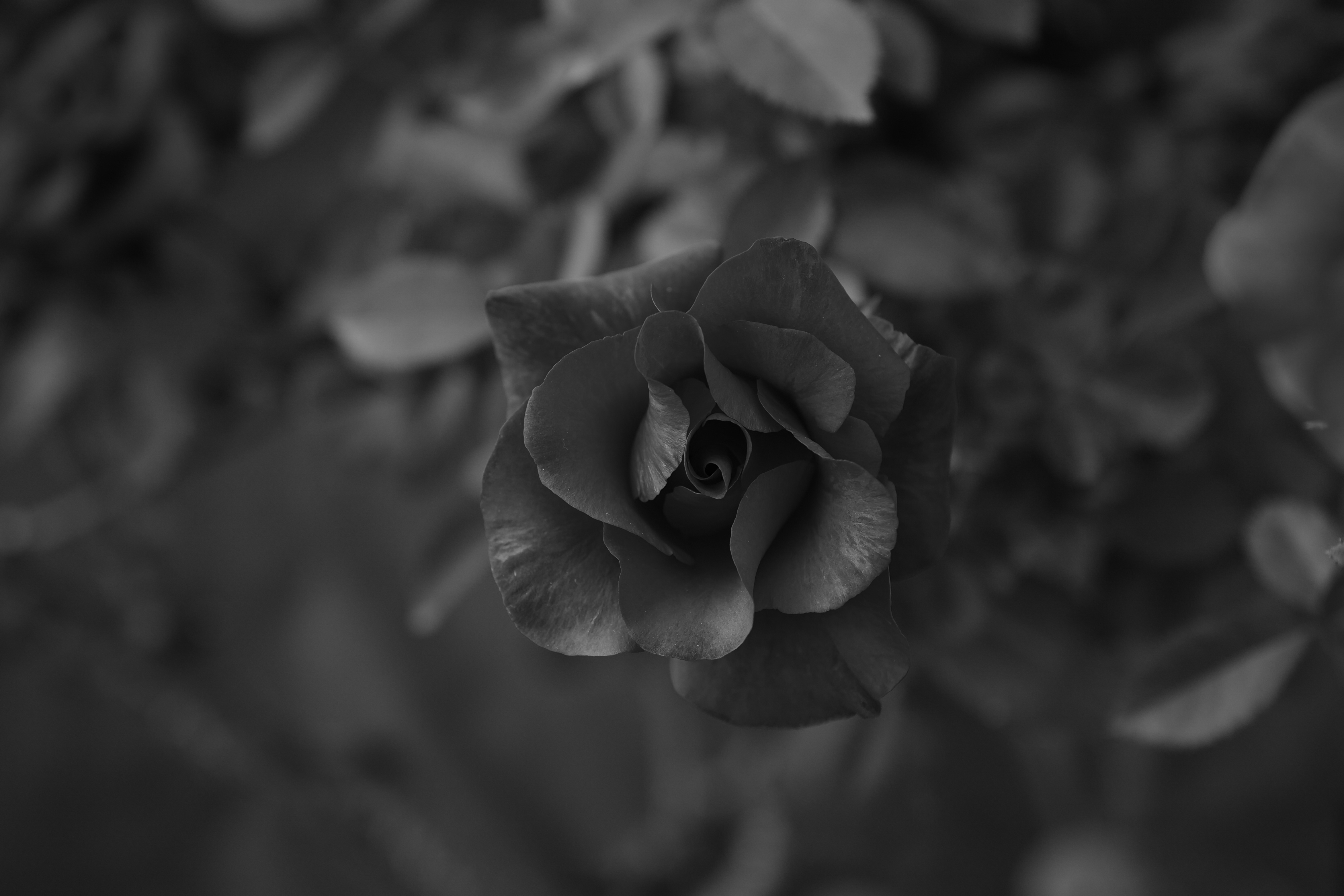 Download mobile wallpaper Flowers, Macro, Flower, Chb, Bw, Rose, Rose Flower for free.