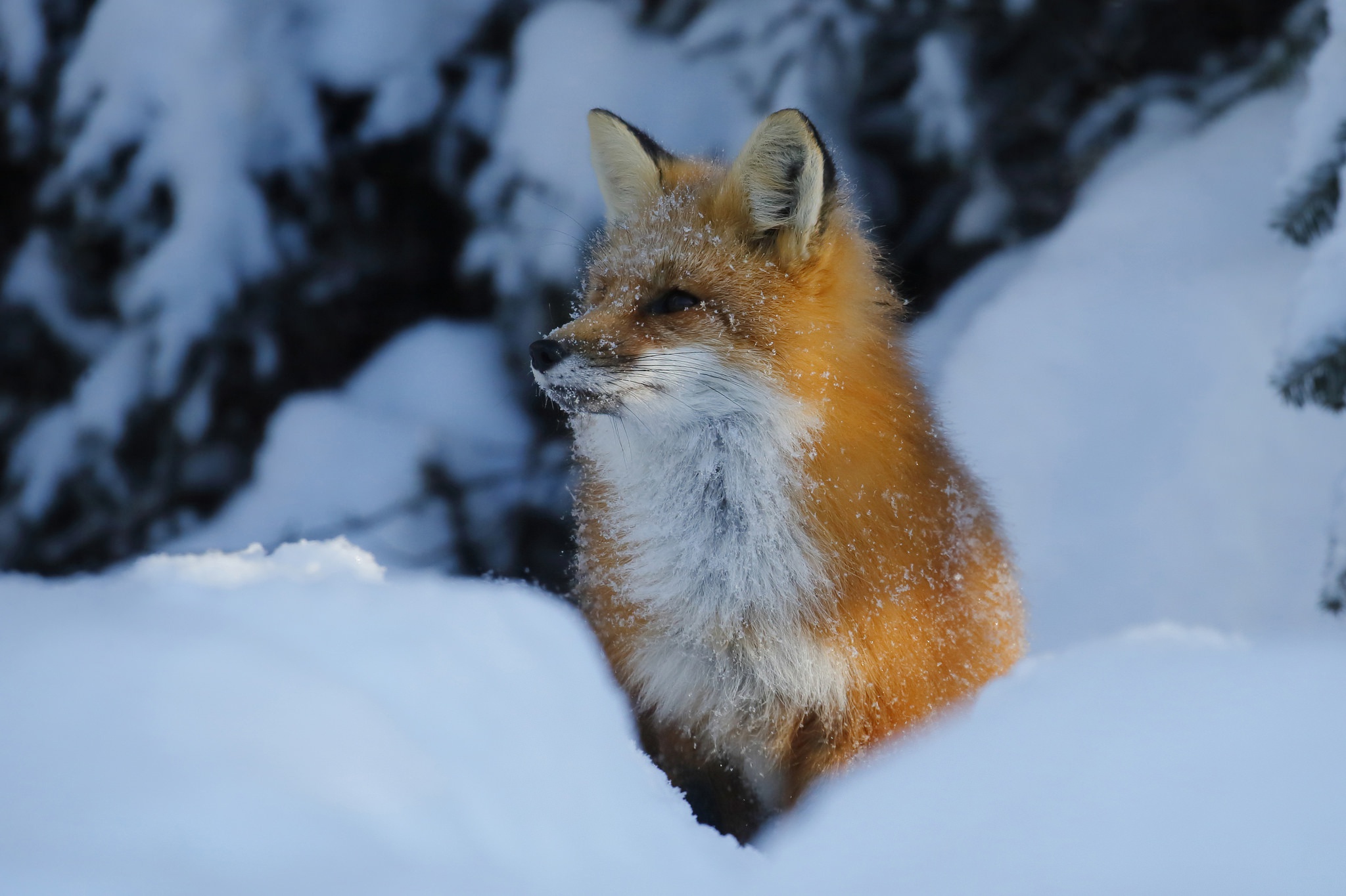 Download mobile wallpaper Snow, Fox, Animal for free.