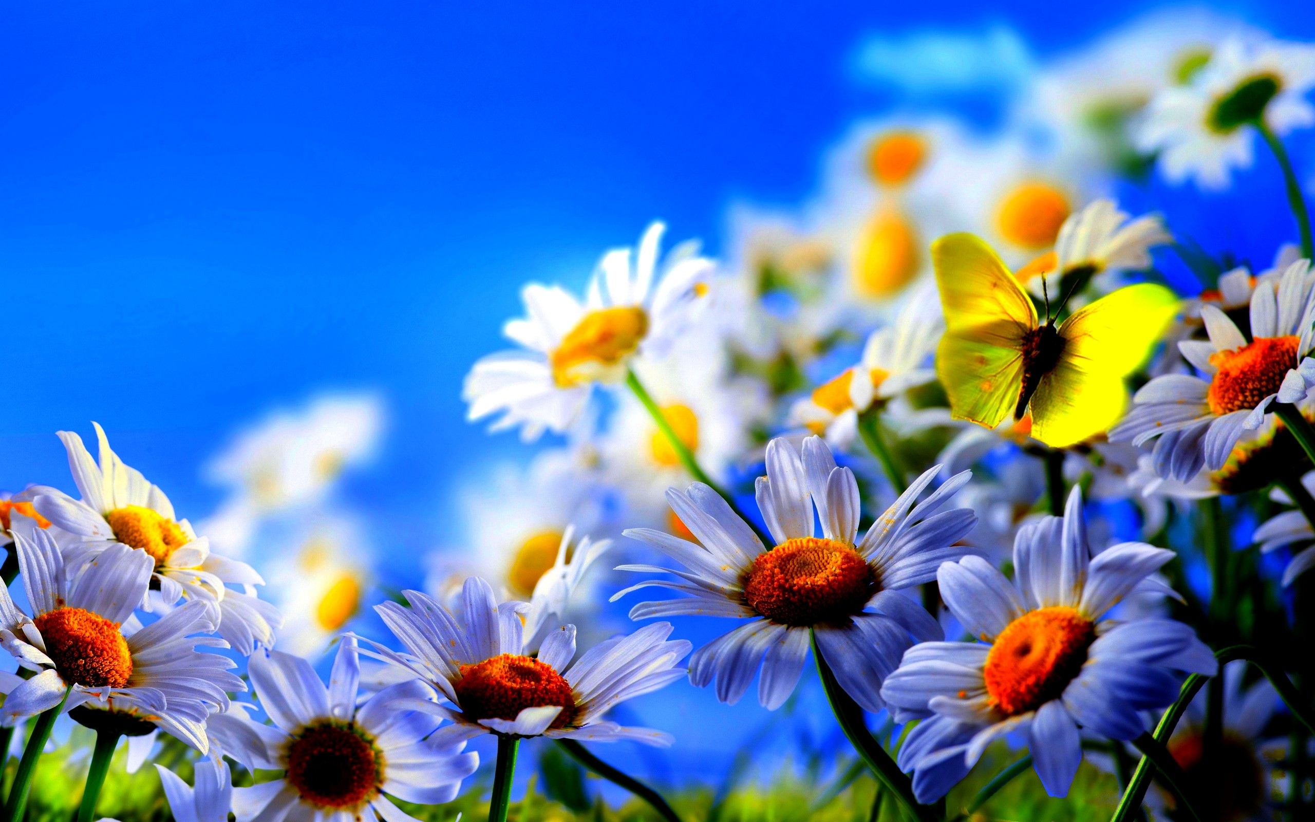 Téléchargez gratuitement l'image Fleur, Terre/nature sur le bureau de votre PC