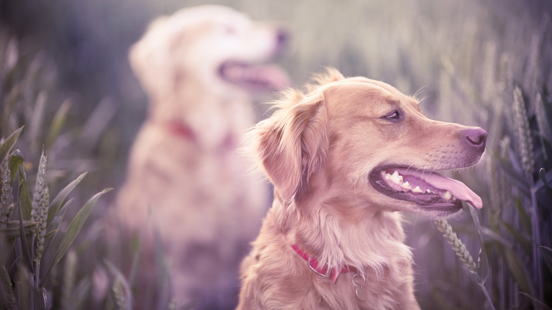 Téléchargez des papiers peints mobile Animaux, Chien gratuitement.