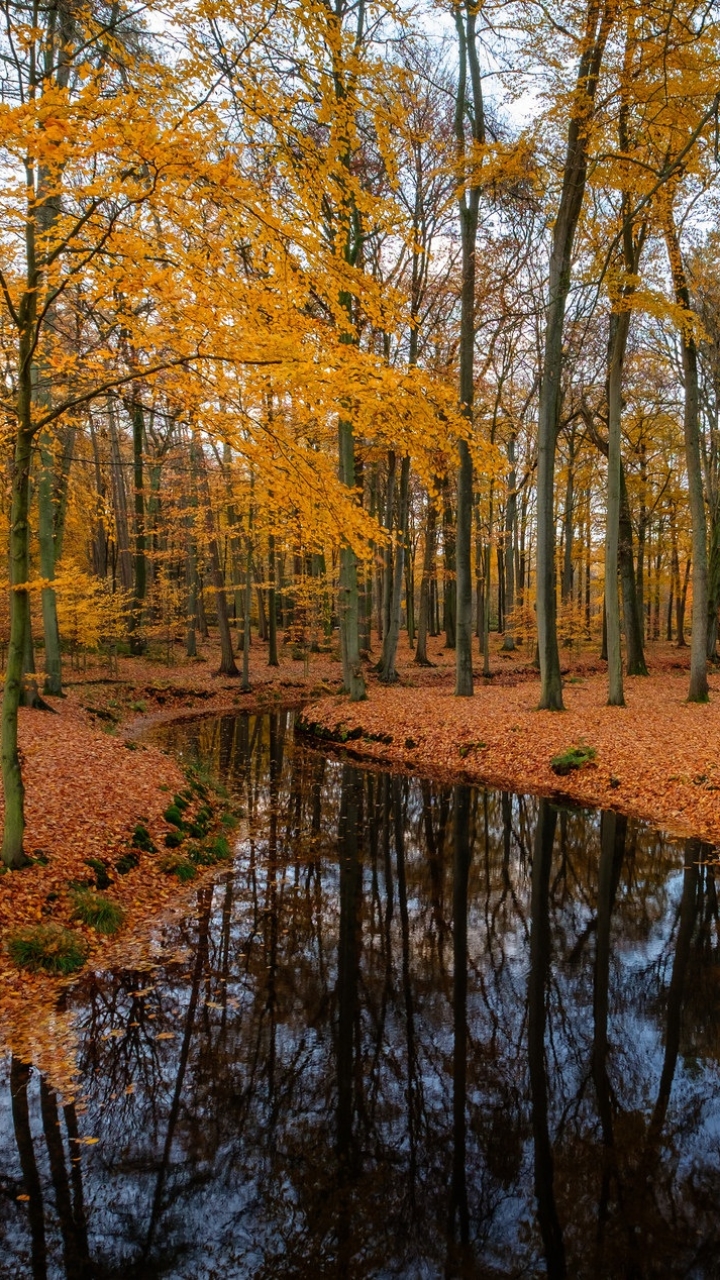 Скачать картинку Природа, Река, Осень, Отражение, Лес, Дерево, Падать, Земля/природа в телефон бесплатно.